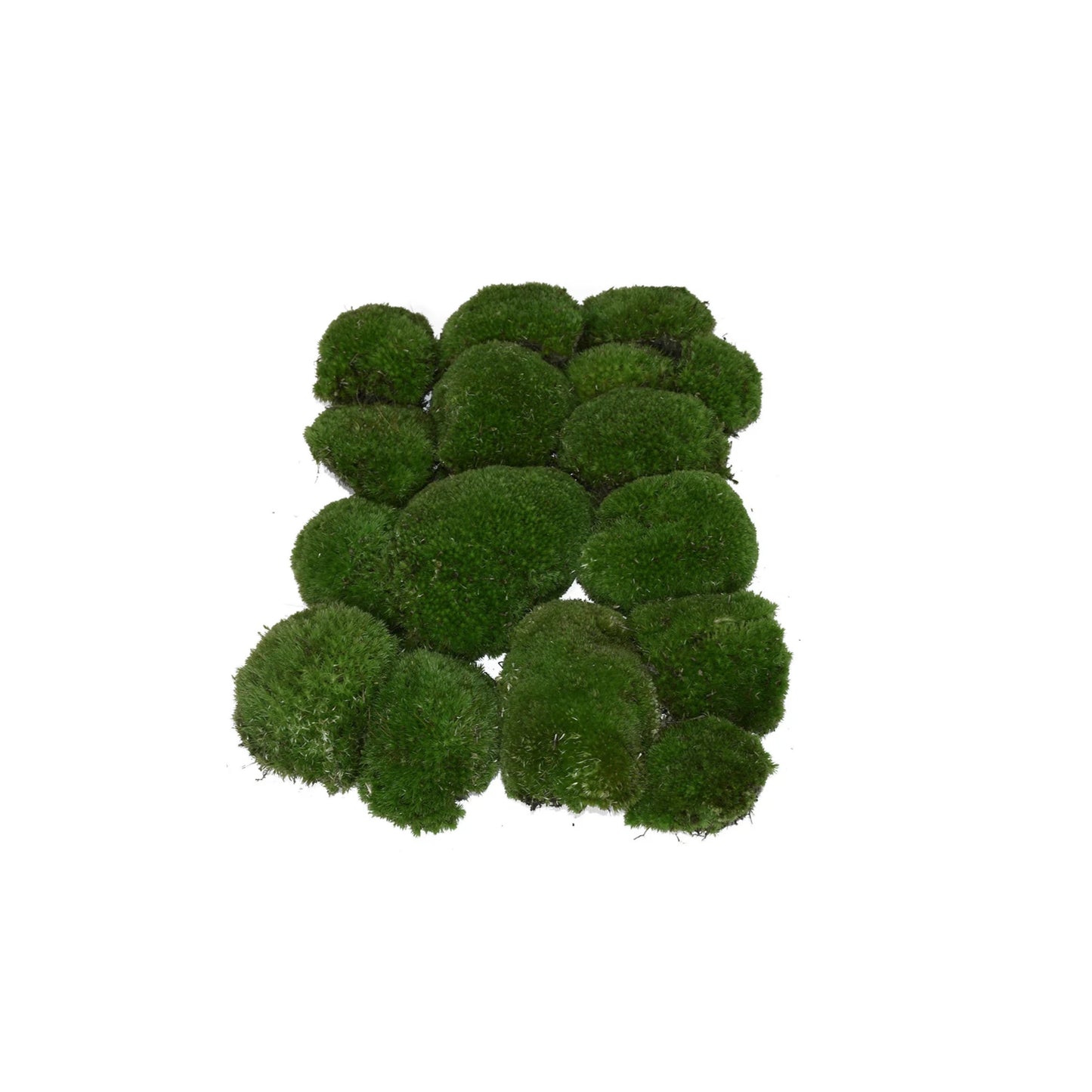 Apple Moss (bartramia pomiformis)
