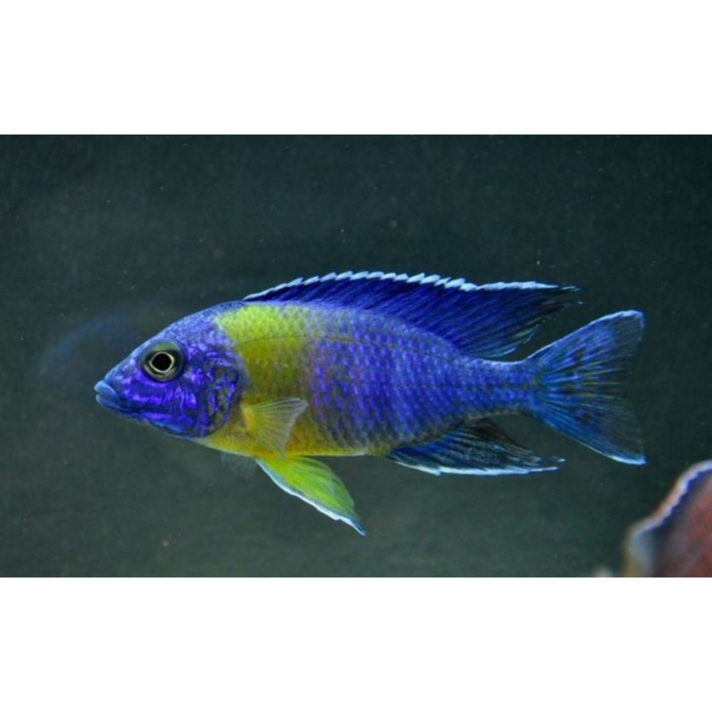 Aulonocara maulana