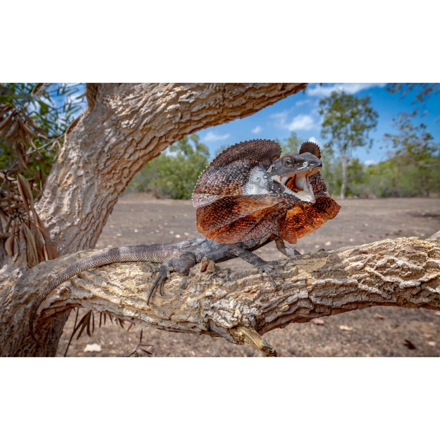 Chlamydosaurus kingii