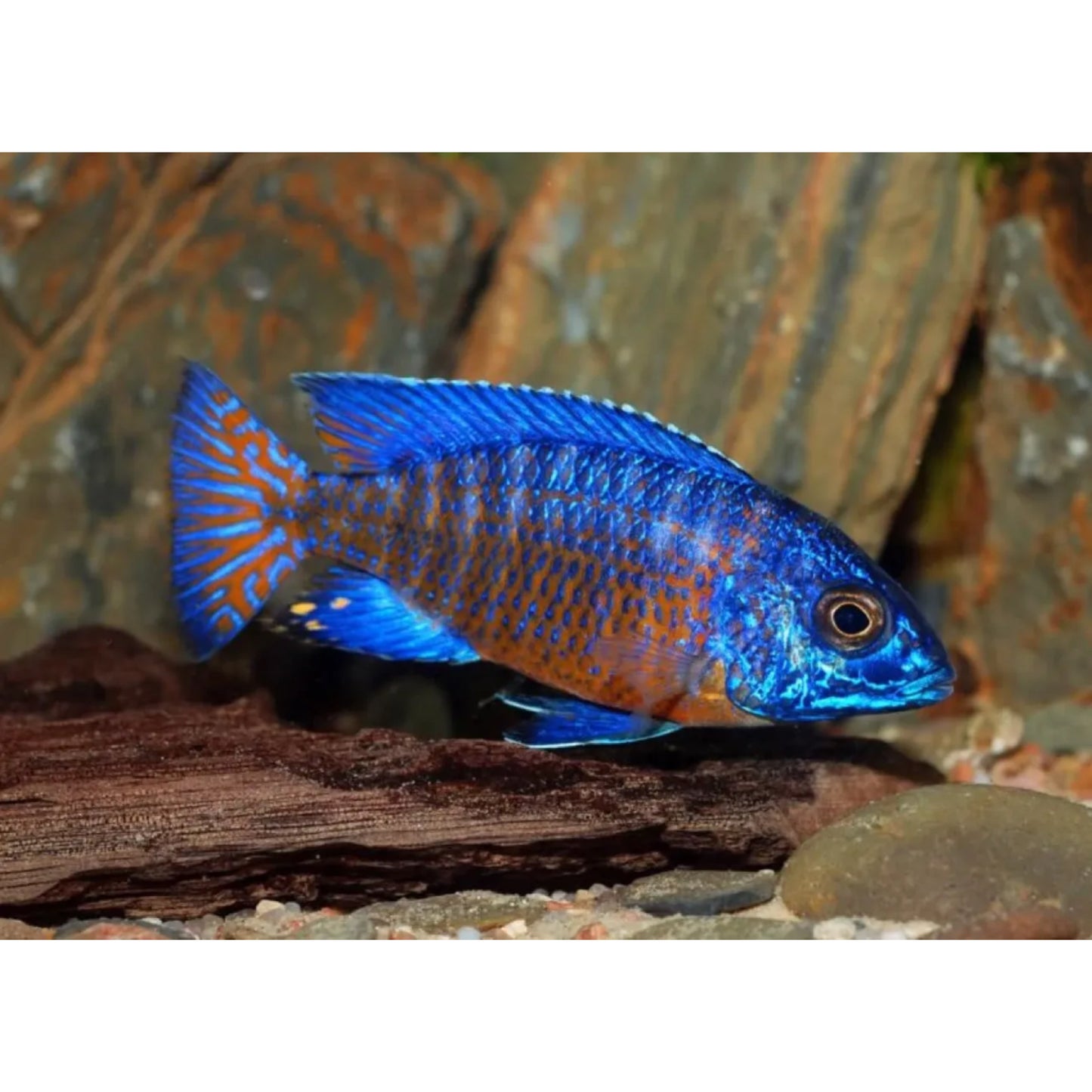 Aulonocara stuartgrandi