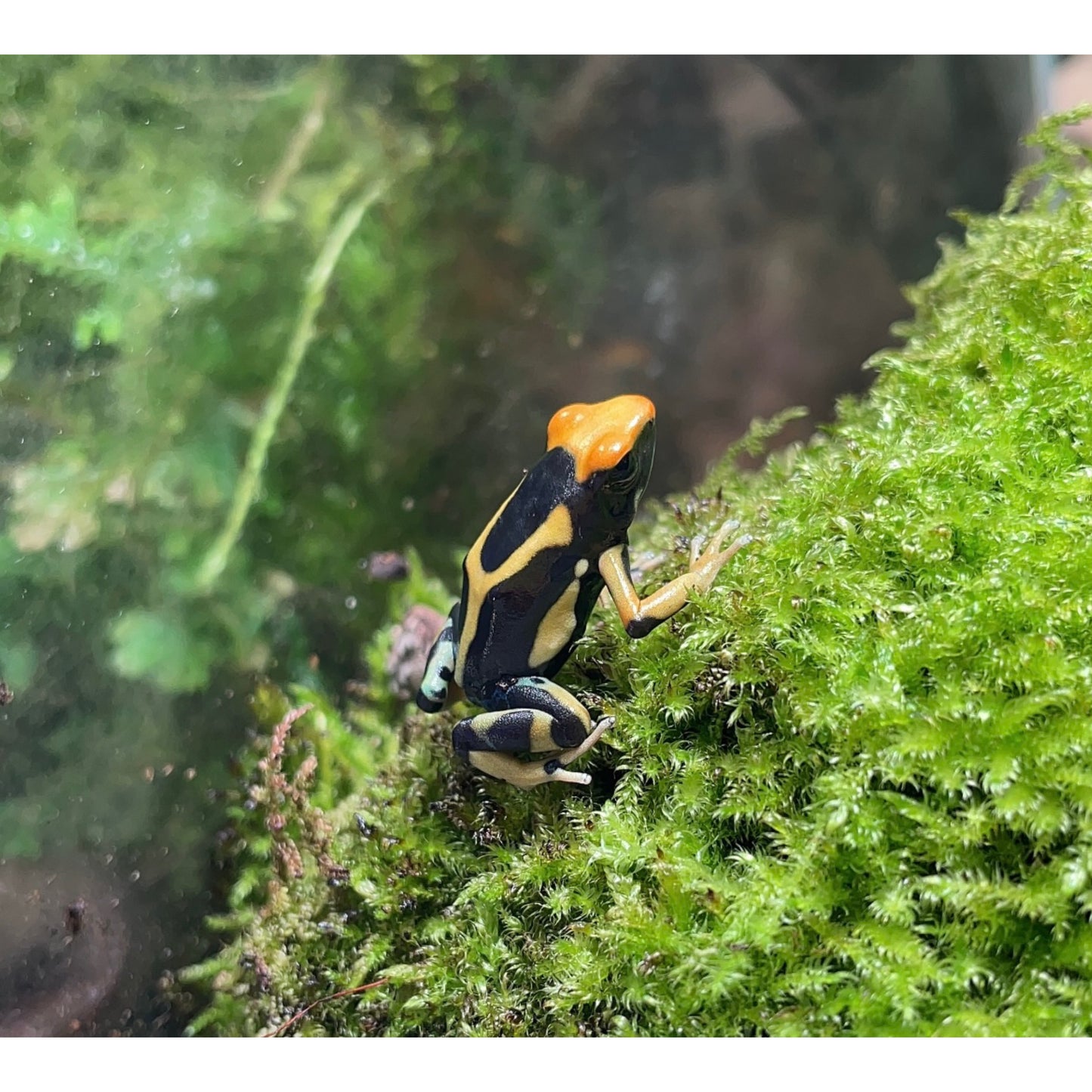 Dendrobates tinctorius regina