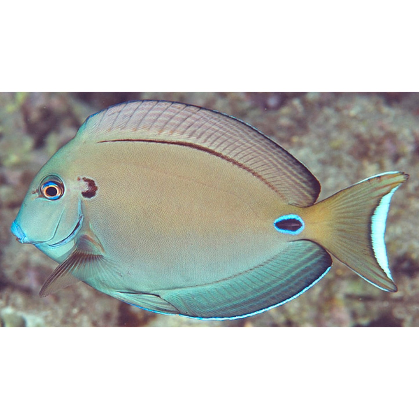 Acanthurus tennenti