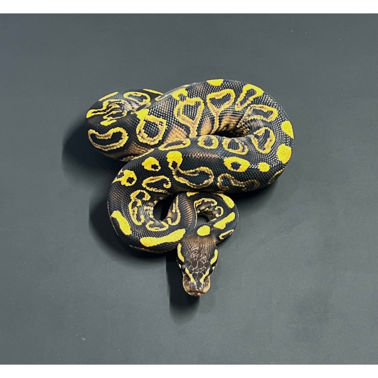 Python regius black pastel yellow belly het. Clown
