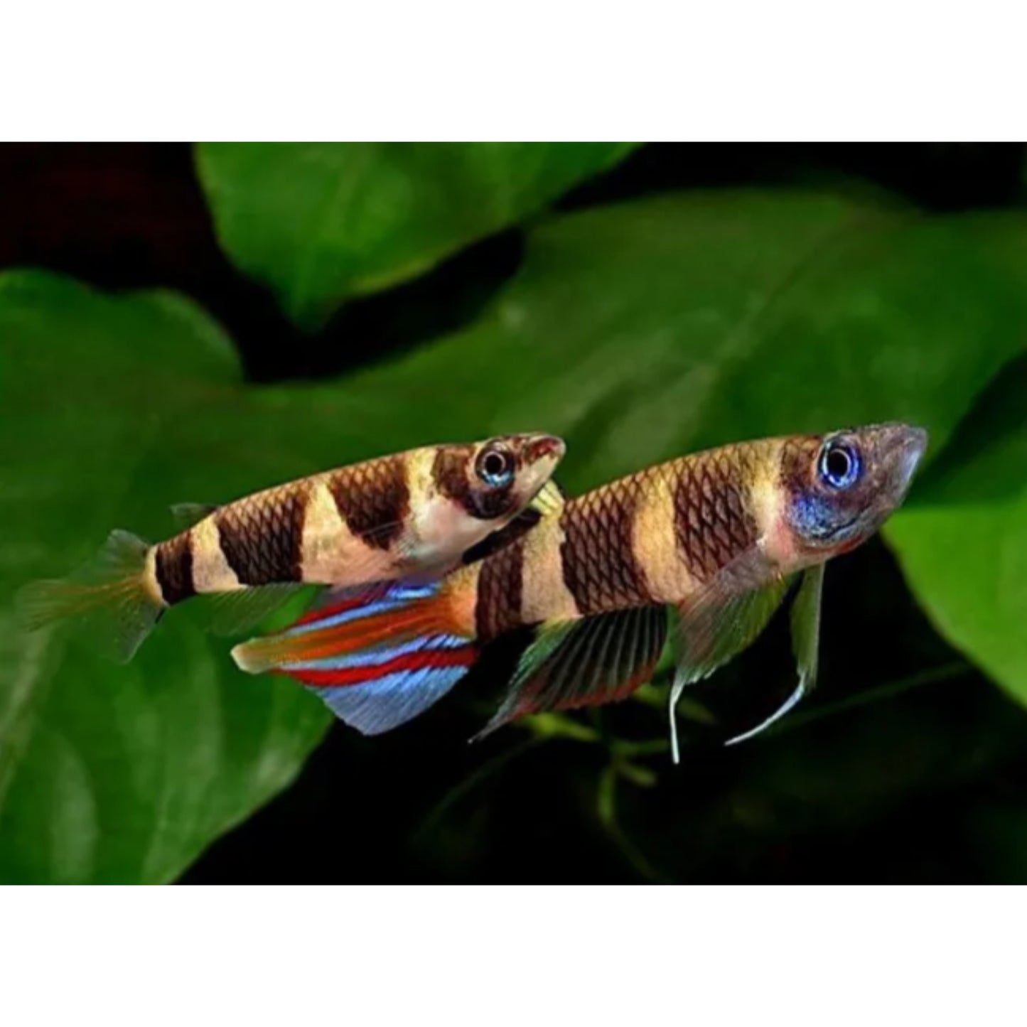 Epiplatys annulatus KilliFish