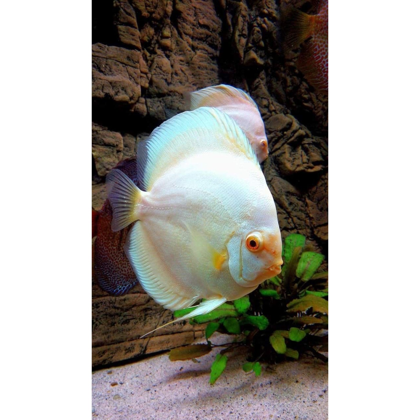 Symphysodon Discus White Diamant