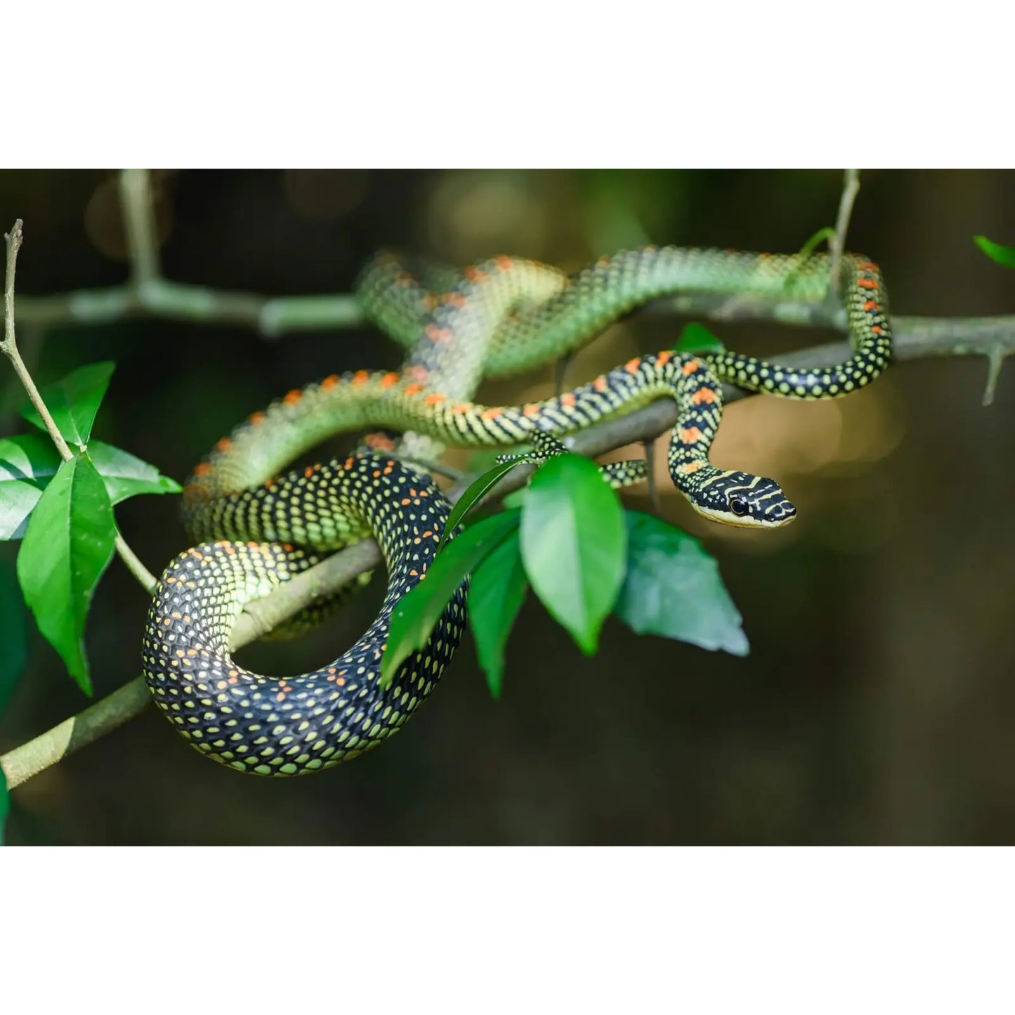 Chrysopelea paradisi