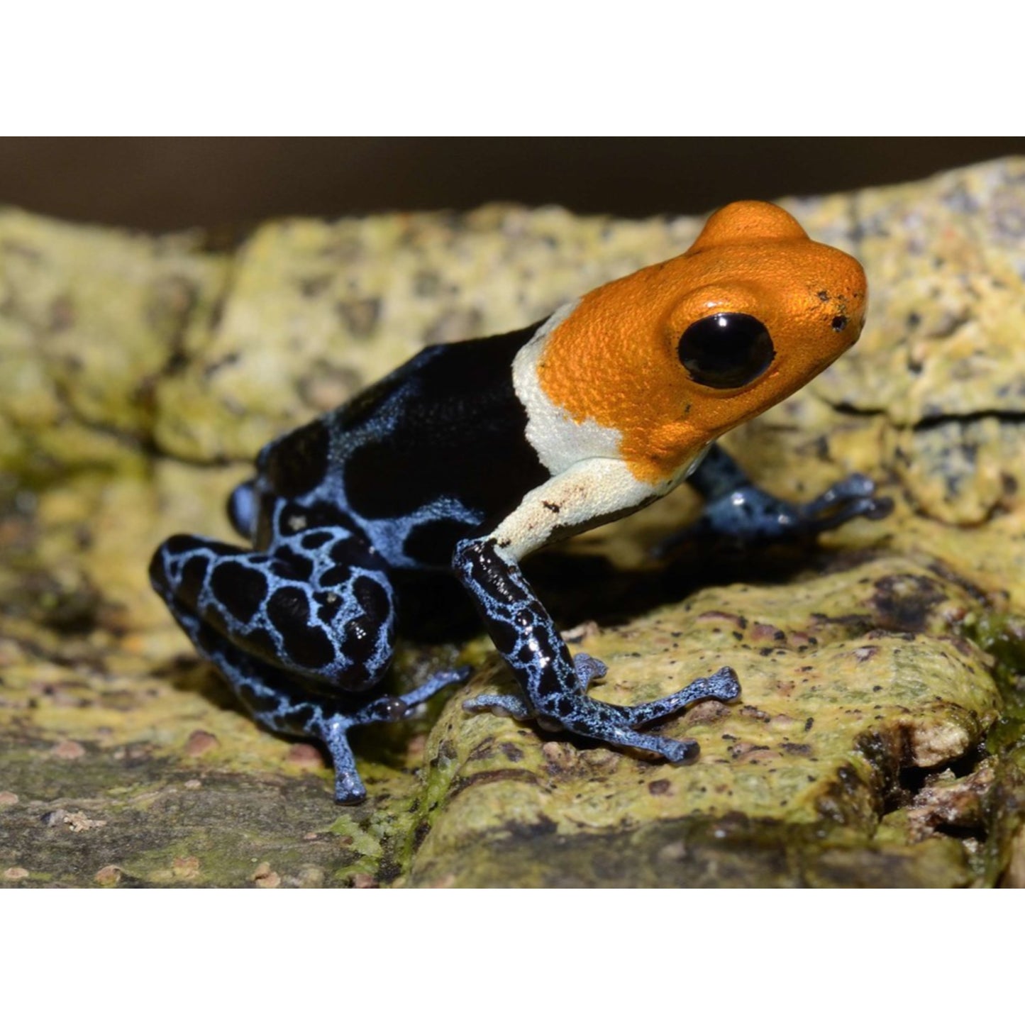 Ranitomeya fantastica True Nominal