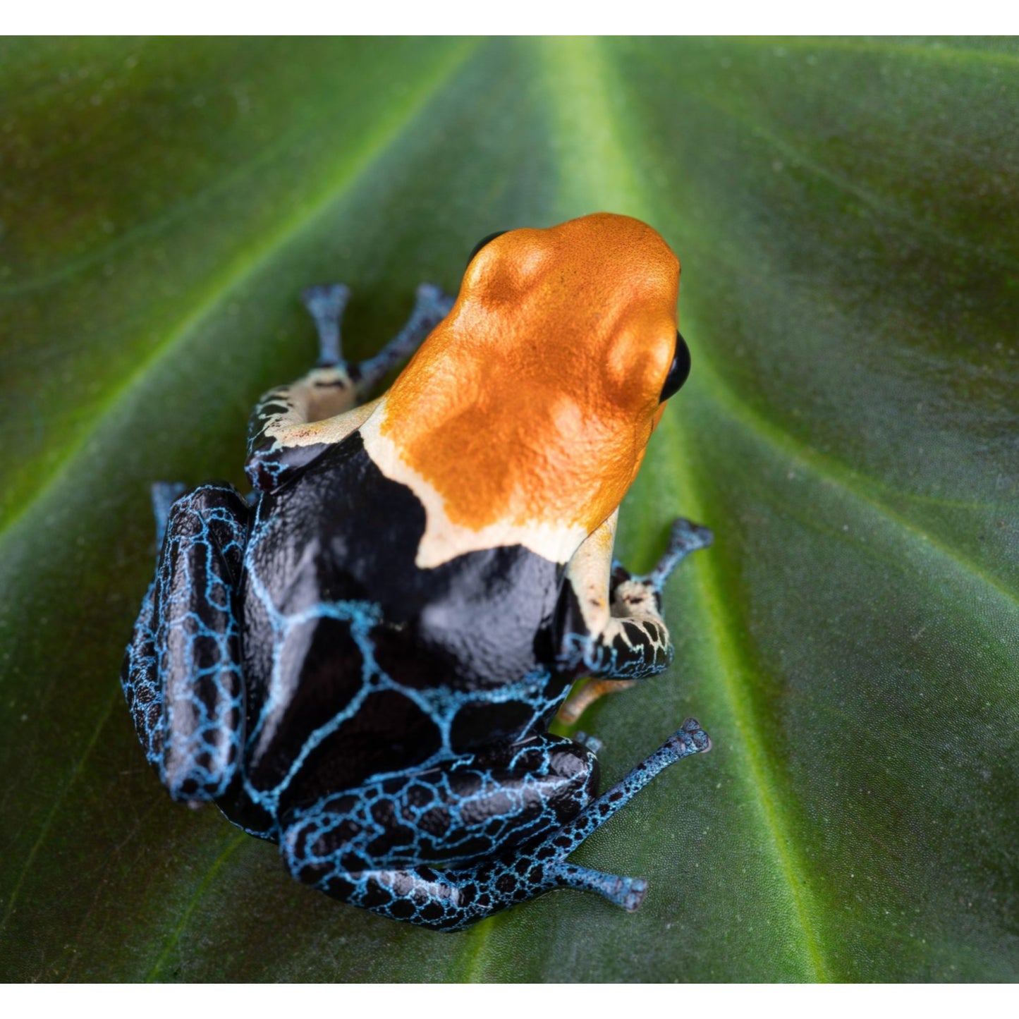 Ranitomeya fantastica True Nominal
