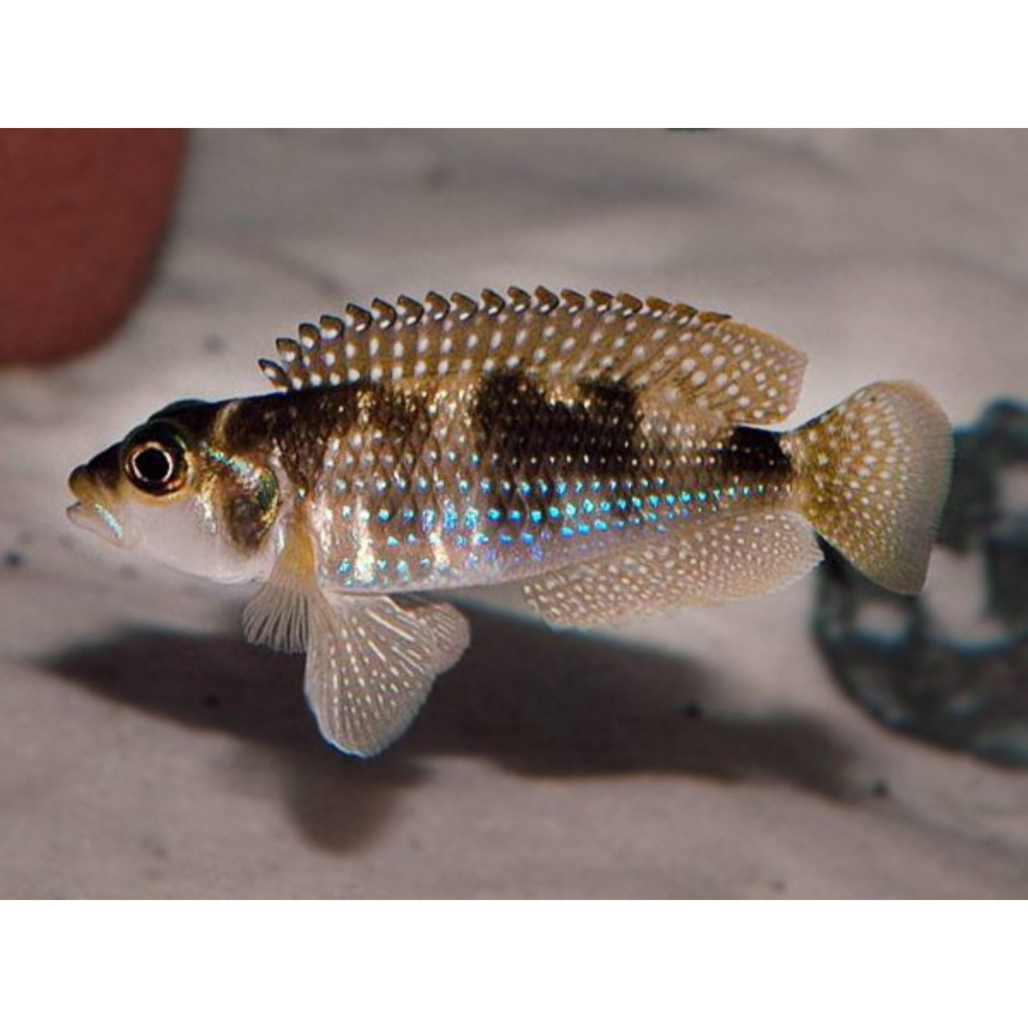 Lamprologus Meleagris