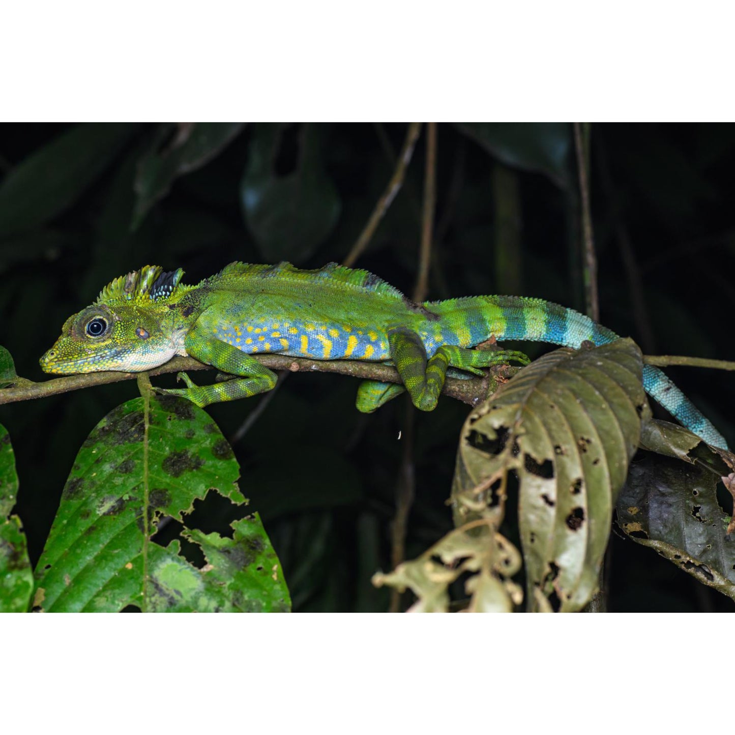 Gonocephalus grandis