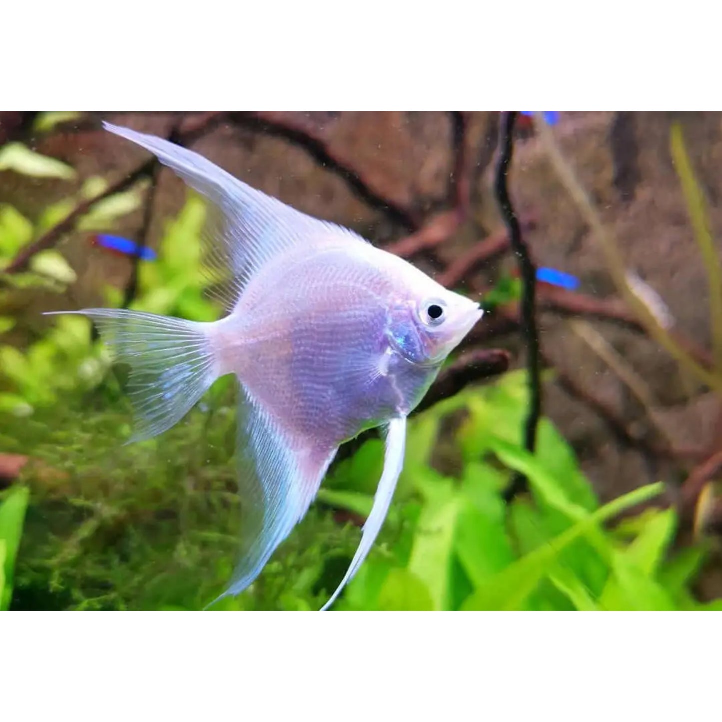 Pterophyllum Scalare Platinum