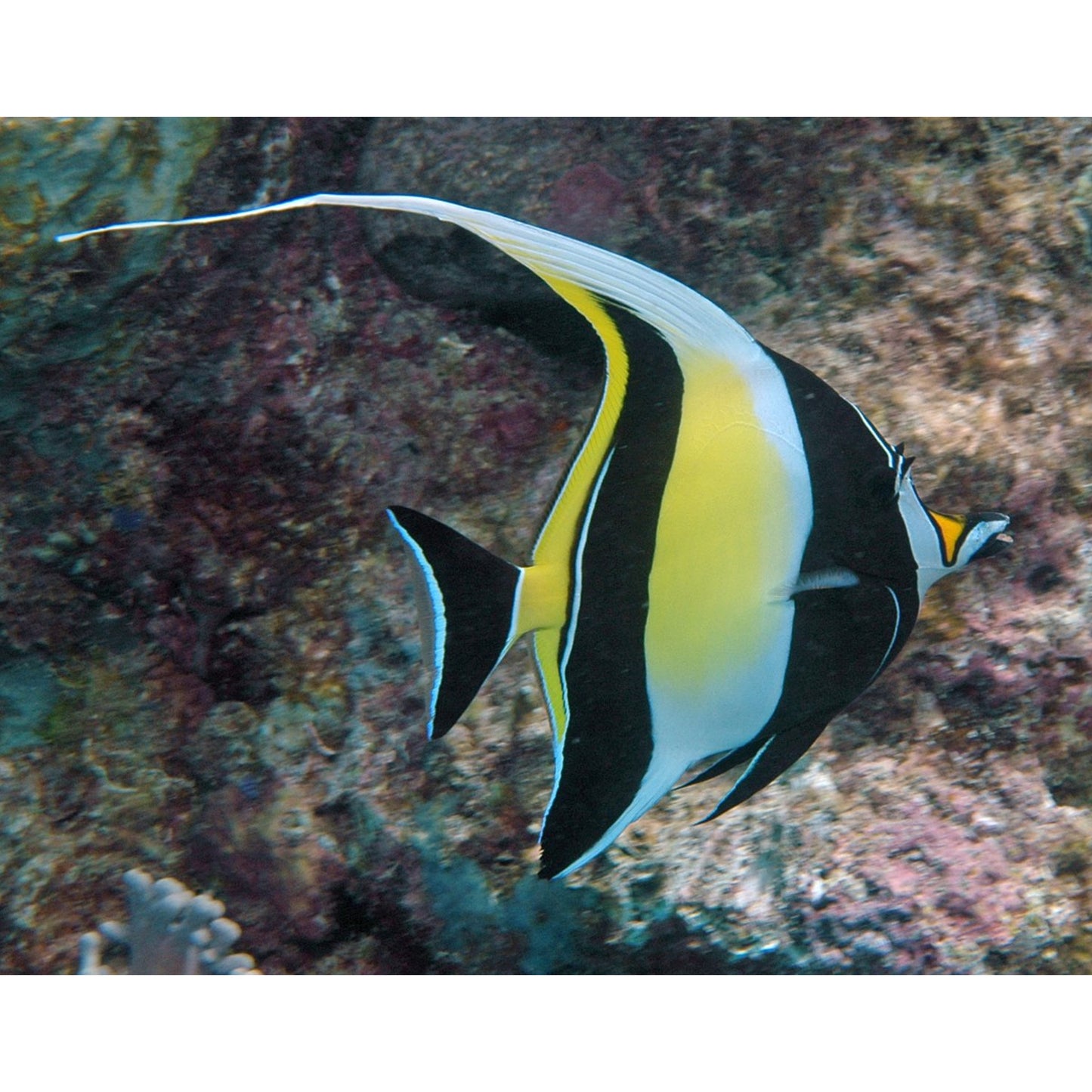 Zanclus cornutus