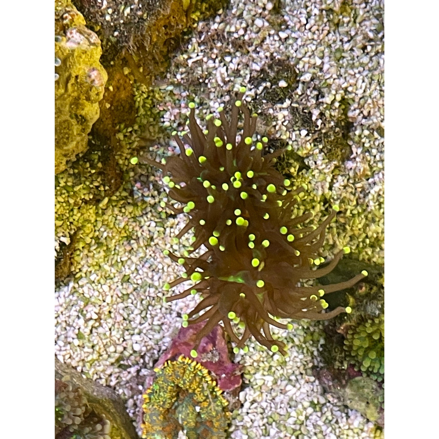 Euphyllia glabrescens