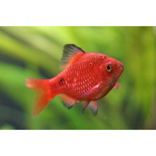 Barbus conchonius red