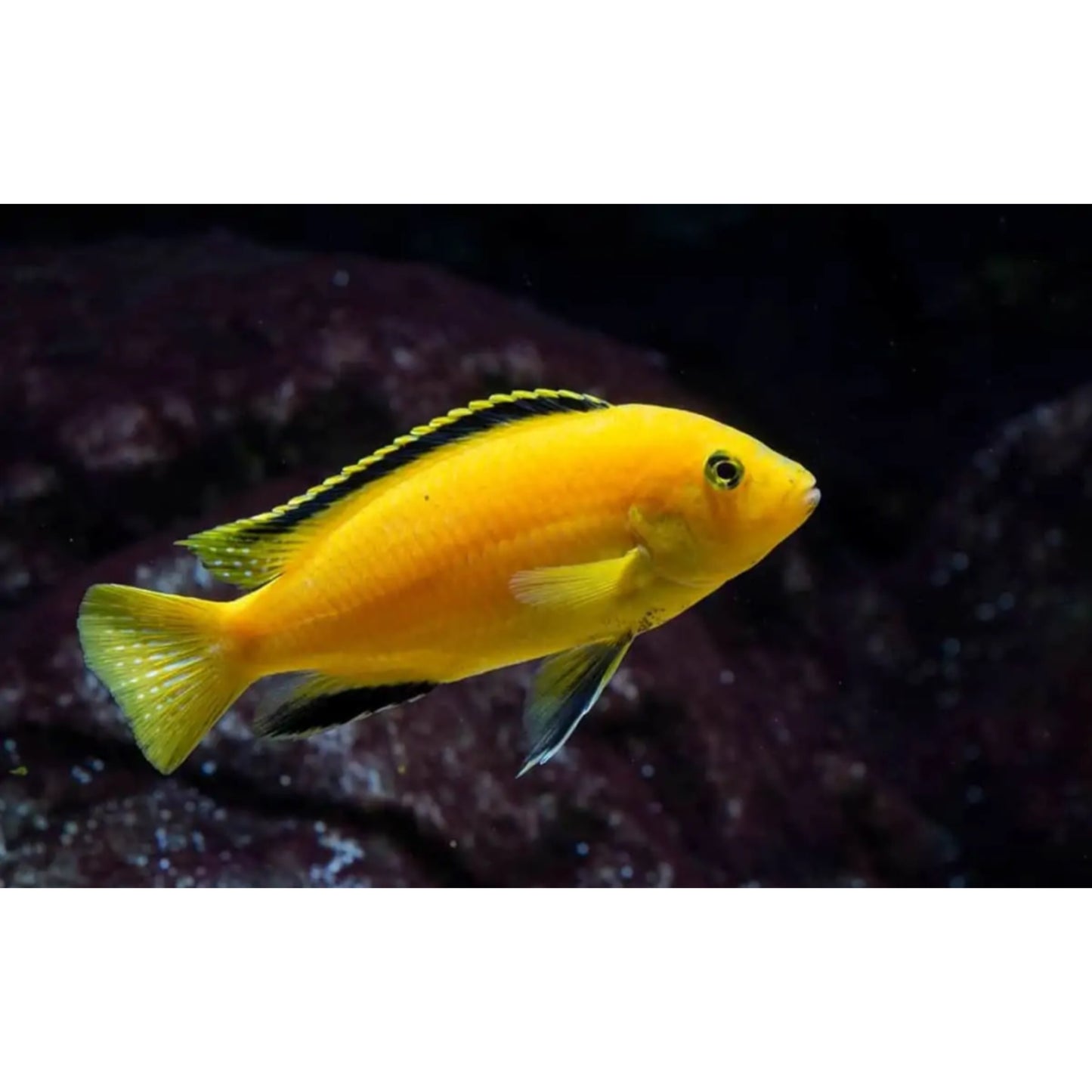 Labidochromis Sp. Yellow