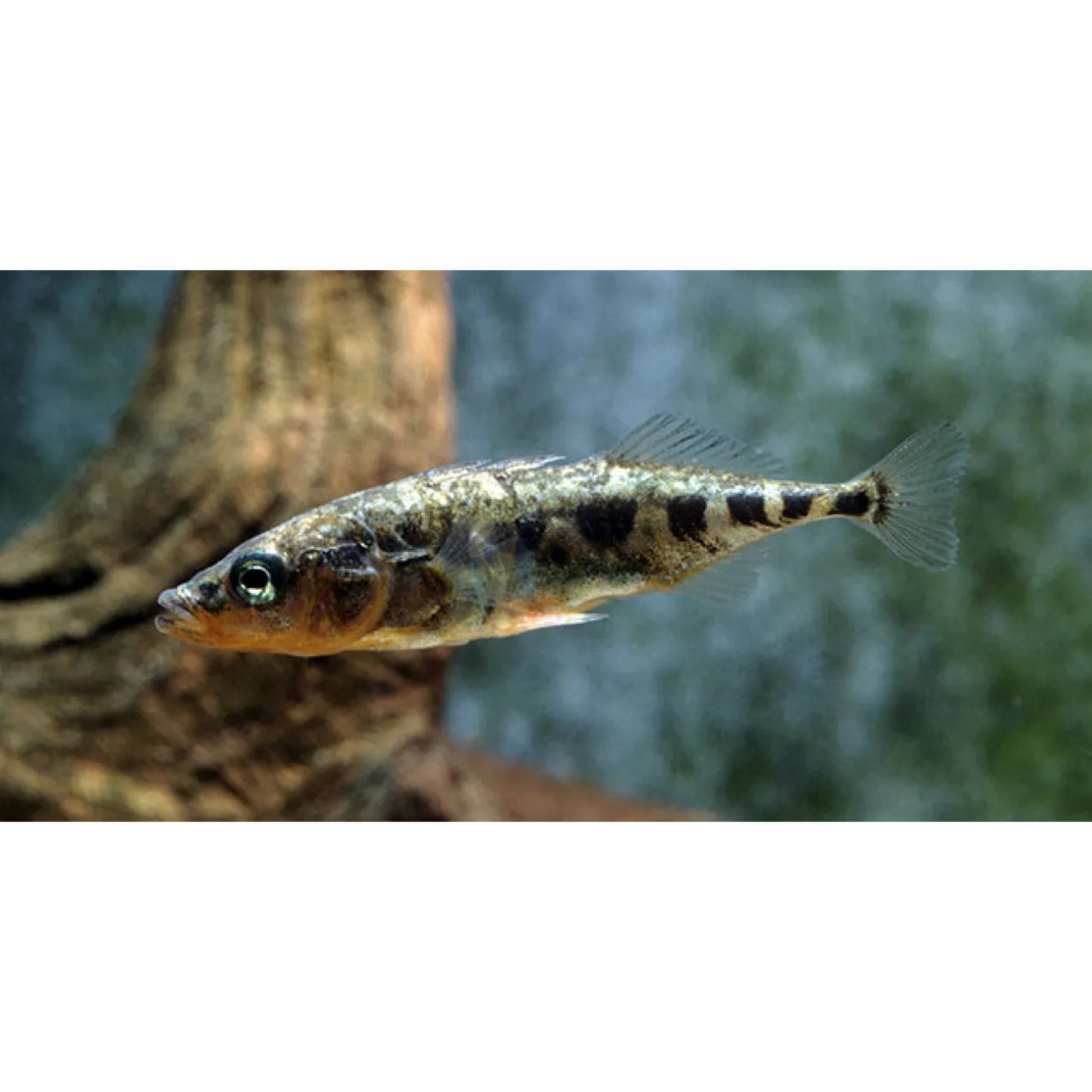 Gasterosteus aculeatus (Spinarello)