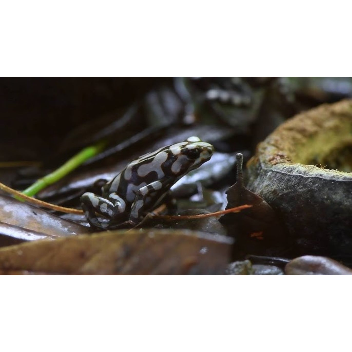 Dendrobates Auratus Pena blanca
