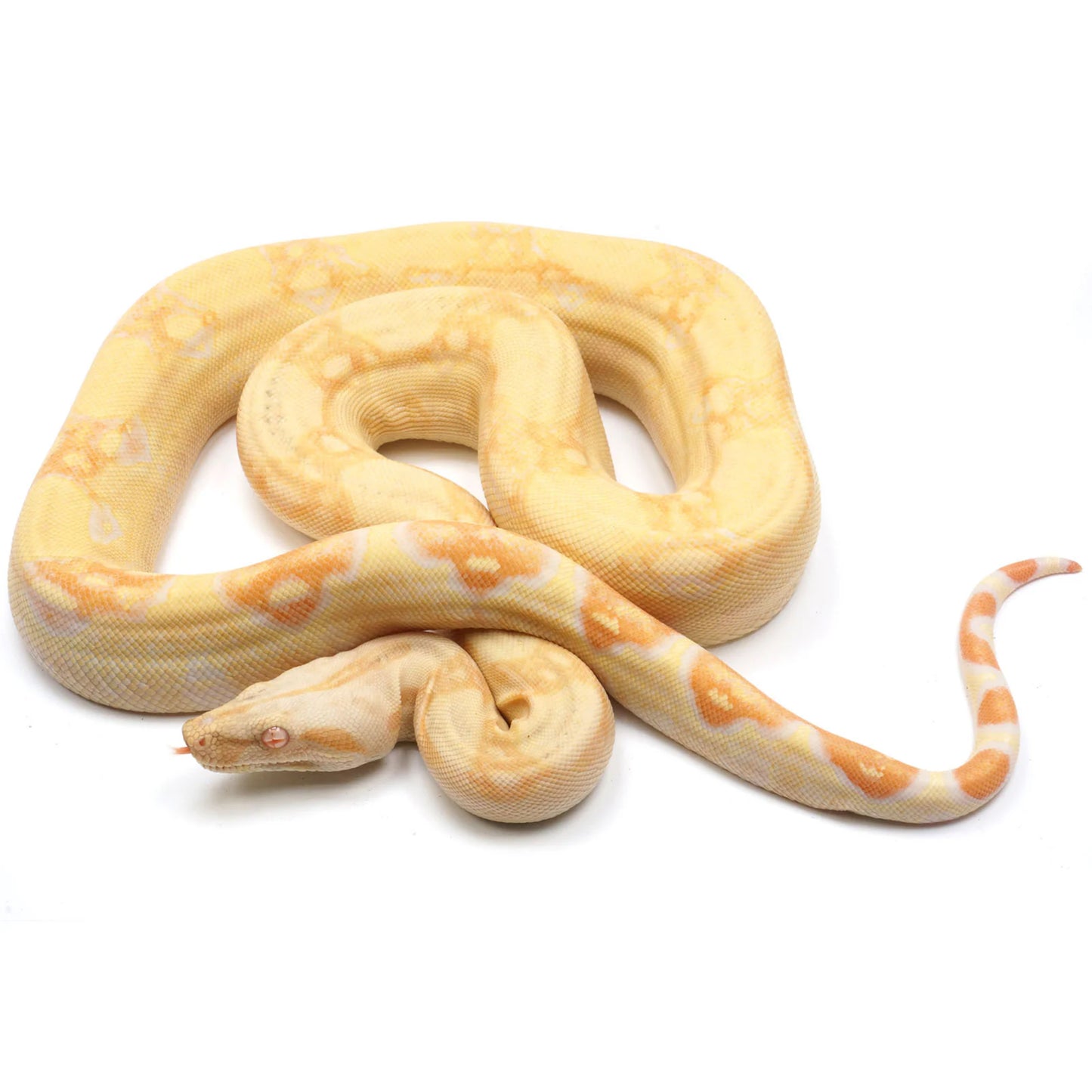 Boa constrinctor albino