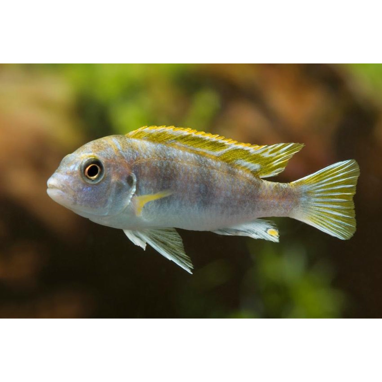 Labidochromis Sp. Perlmutt