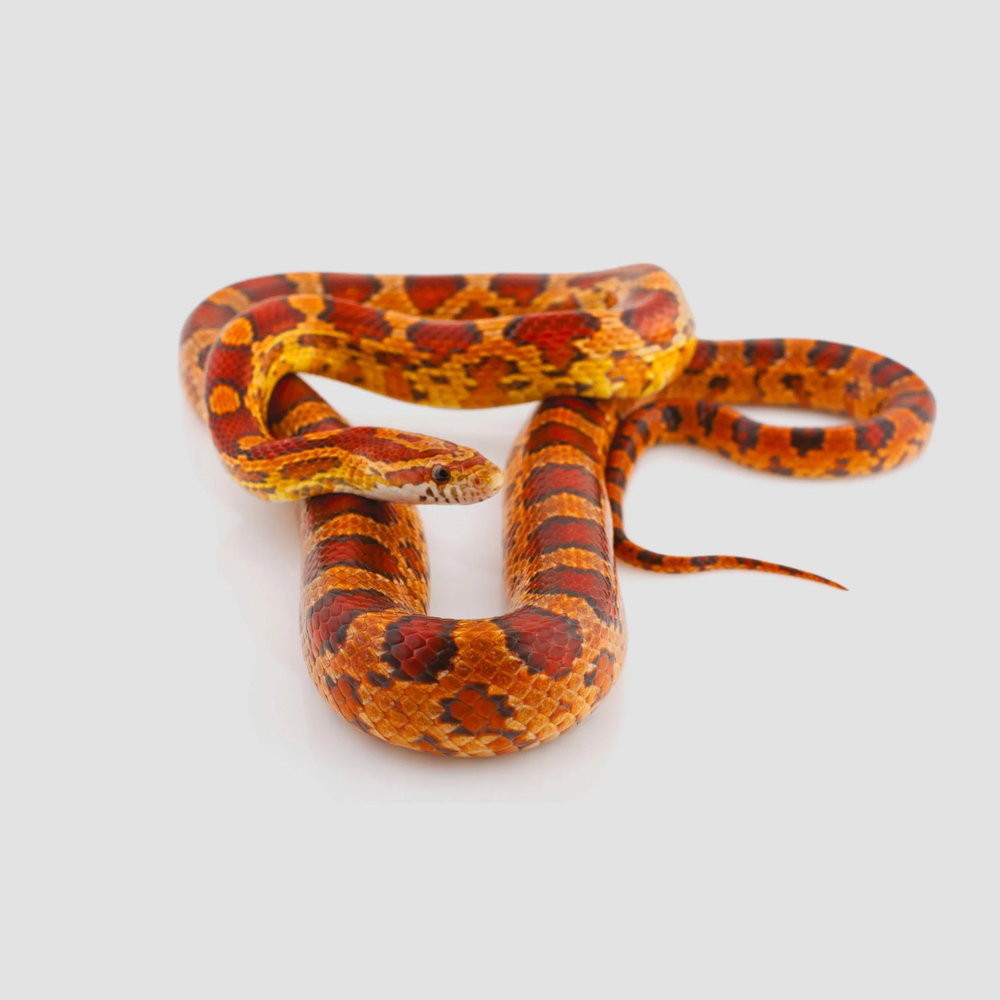 Elaphe guttata