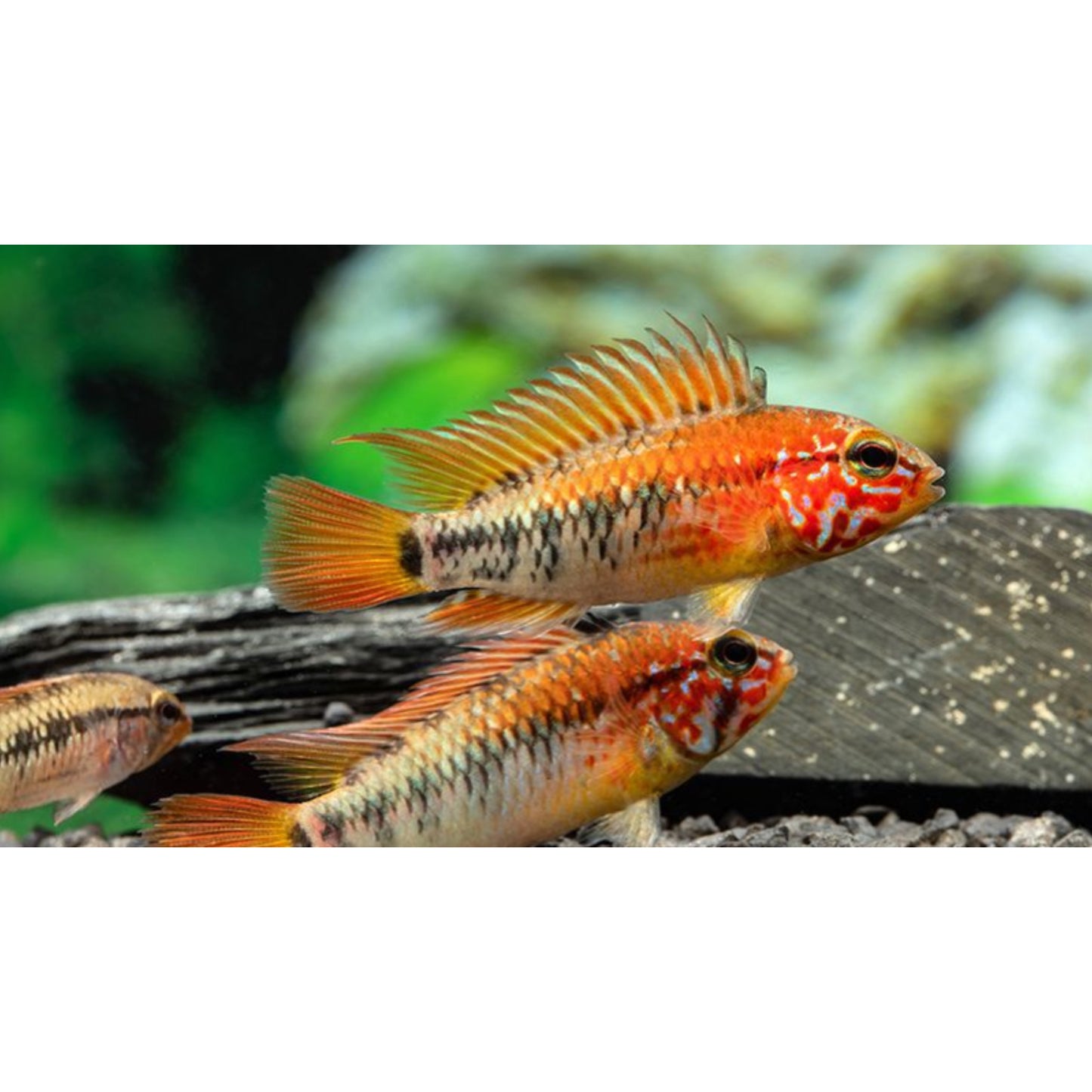 Apistogramma viejeta II