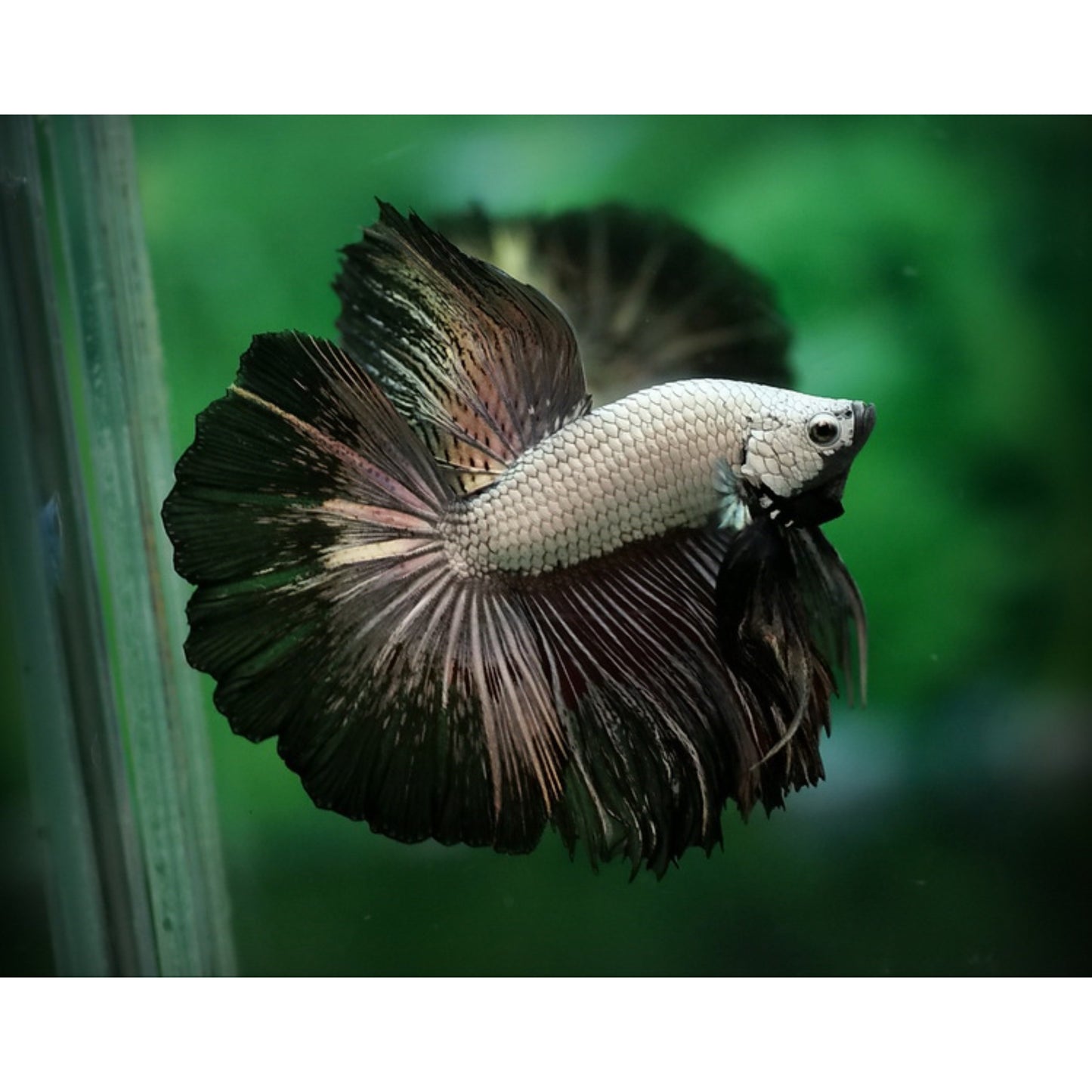 Betta Splendens Halfmoon dragon mix