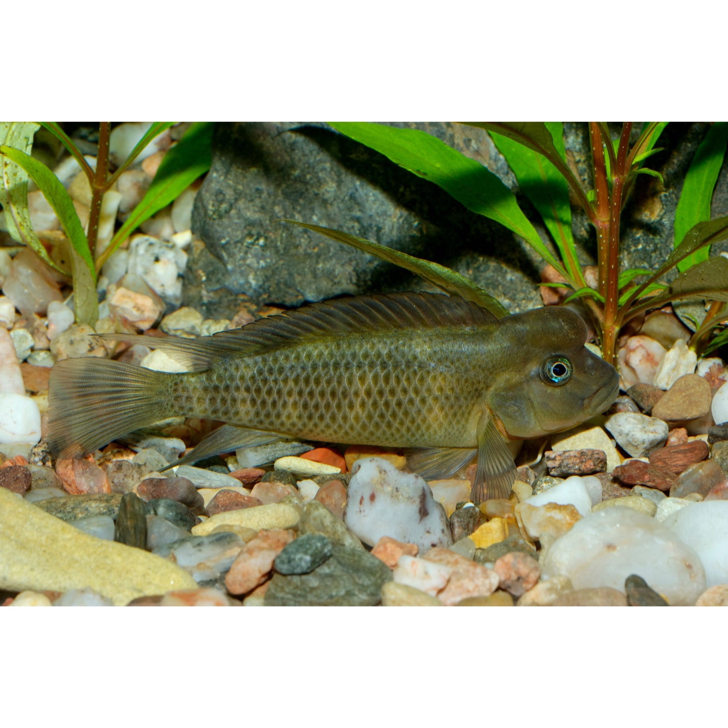 Seatocranus casuarius