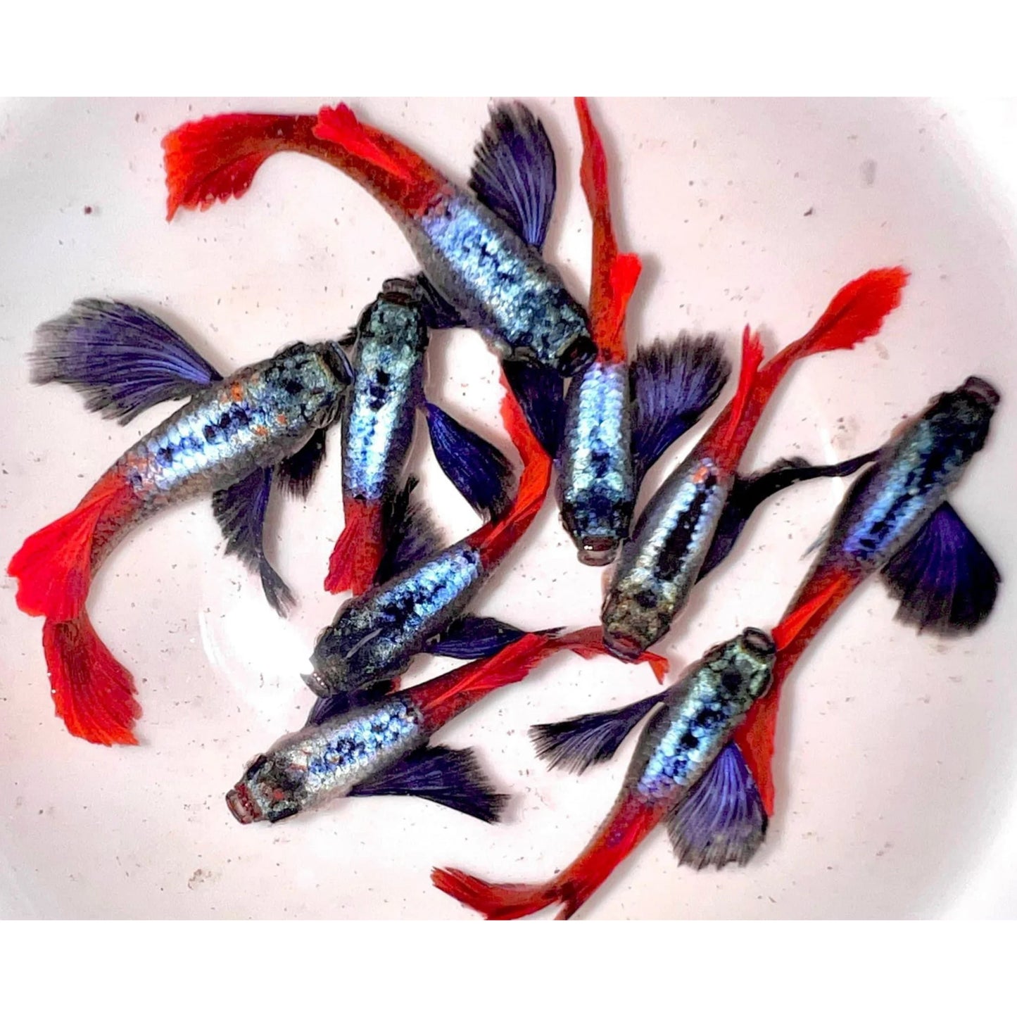 Poecilia reticulata (Guppy) Red violet