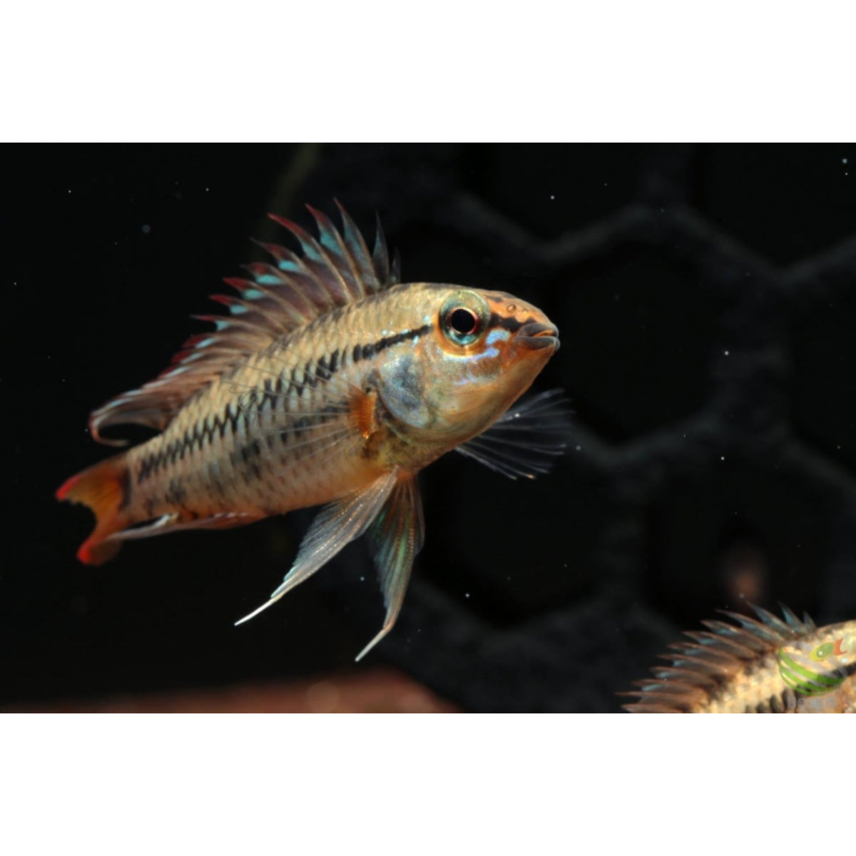 Apistogramma viejeta