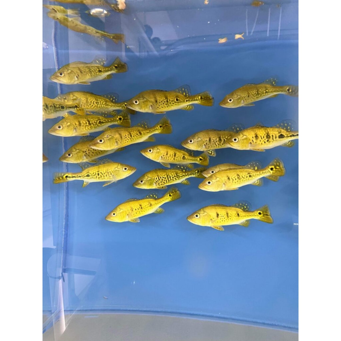 Cichla kelberi