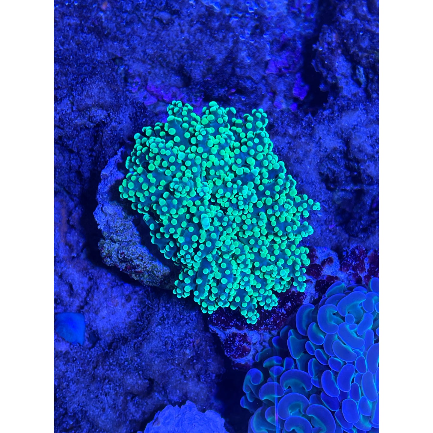 Euphyllia sp.