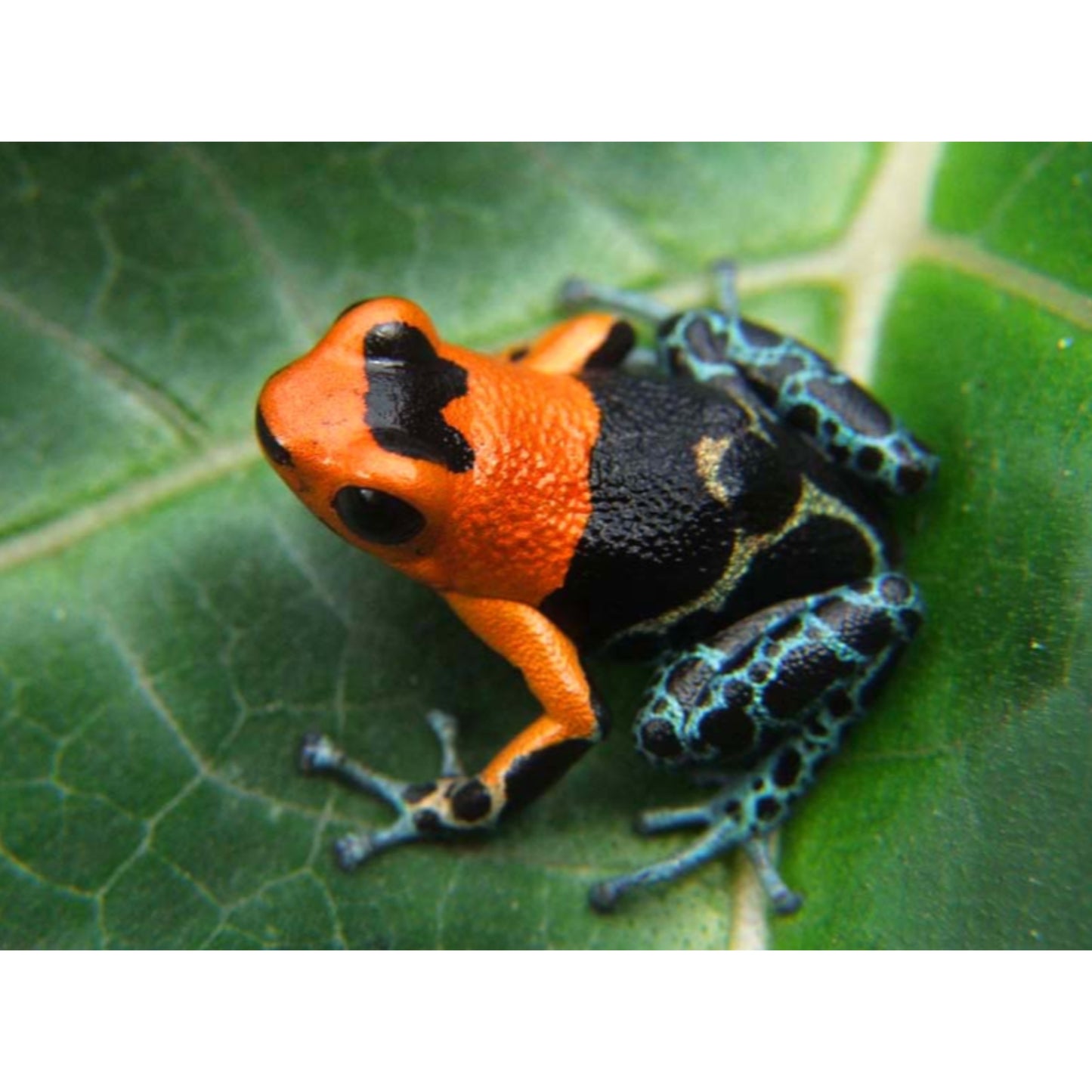 Ranitomeya fantastica Monte Christo