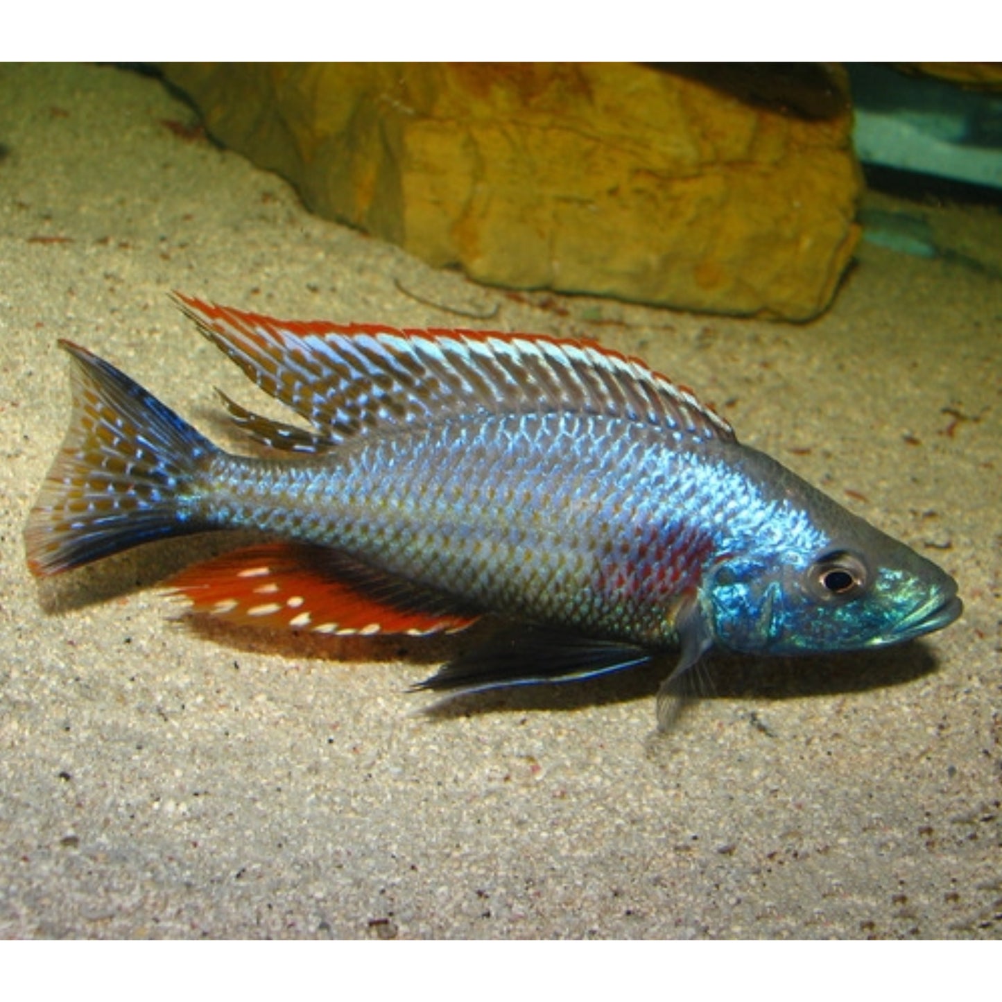 Dimidochromis Strigatus