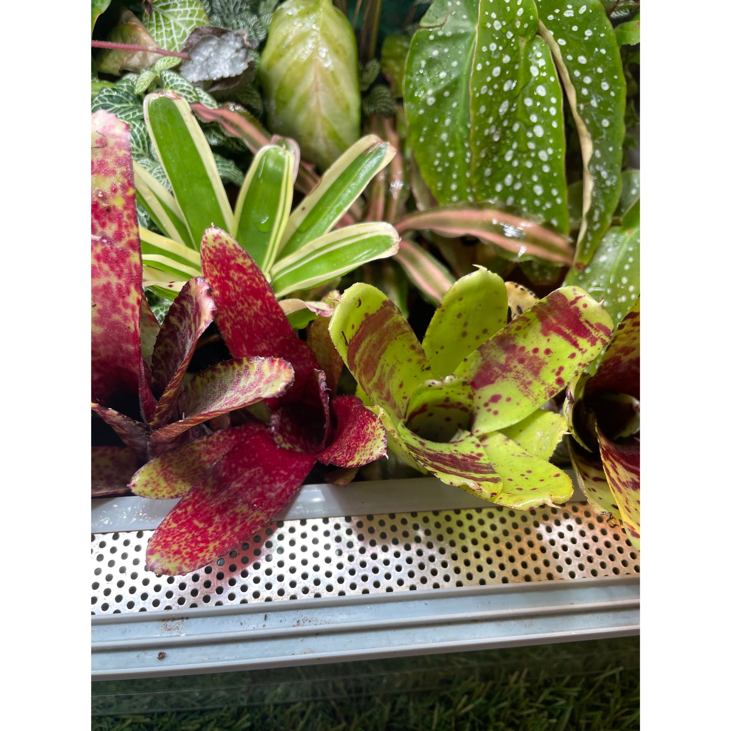 Neoregelia sp. Mix colour