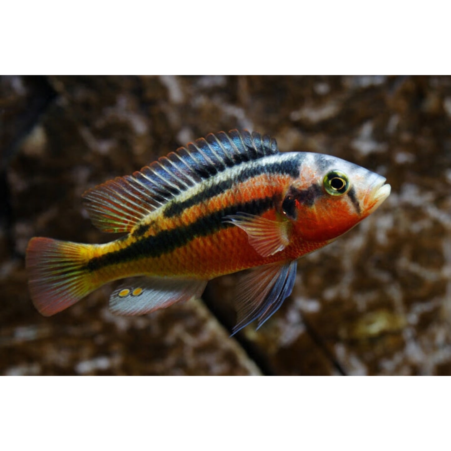 Haplochromis kribensis