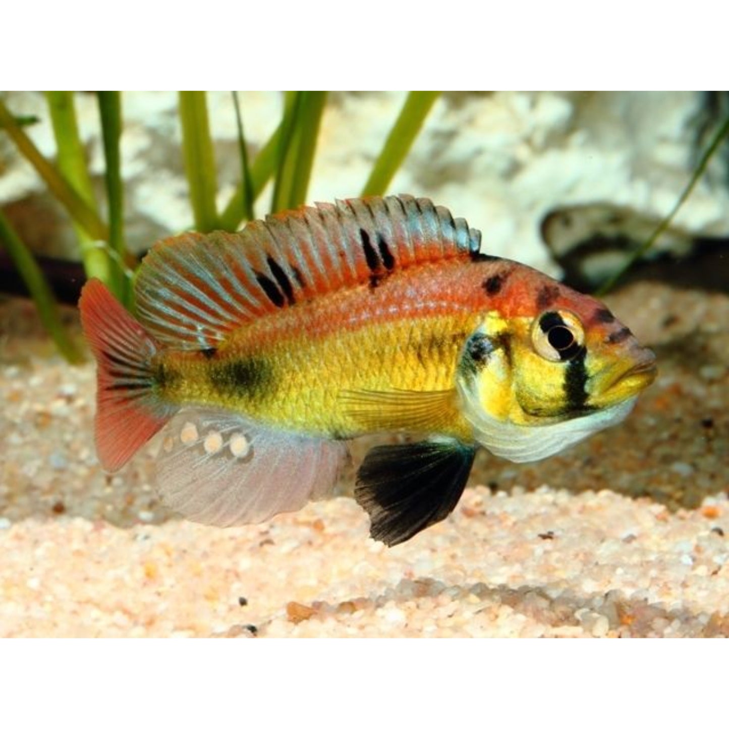 Haplochromis Sp. Yellow Belly
