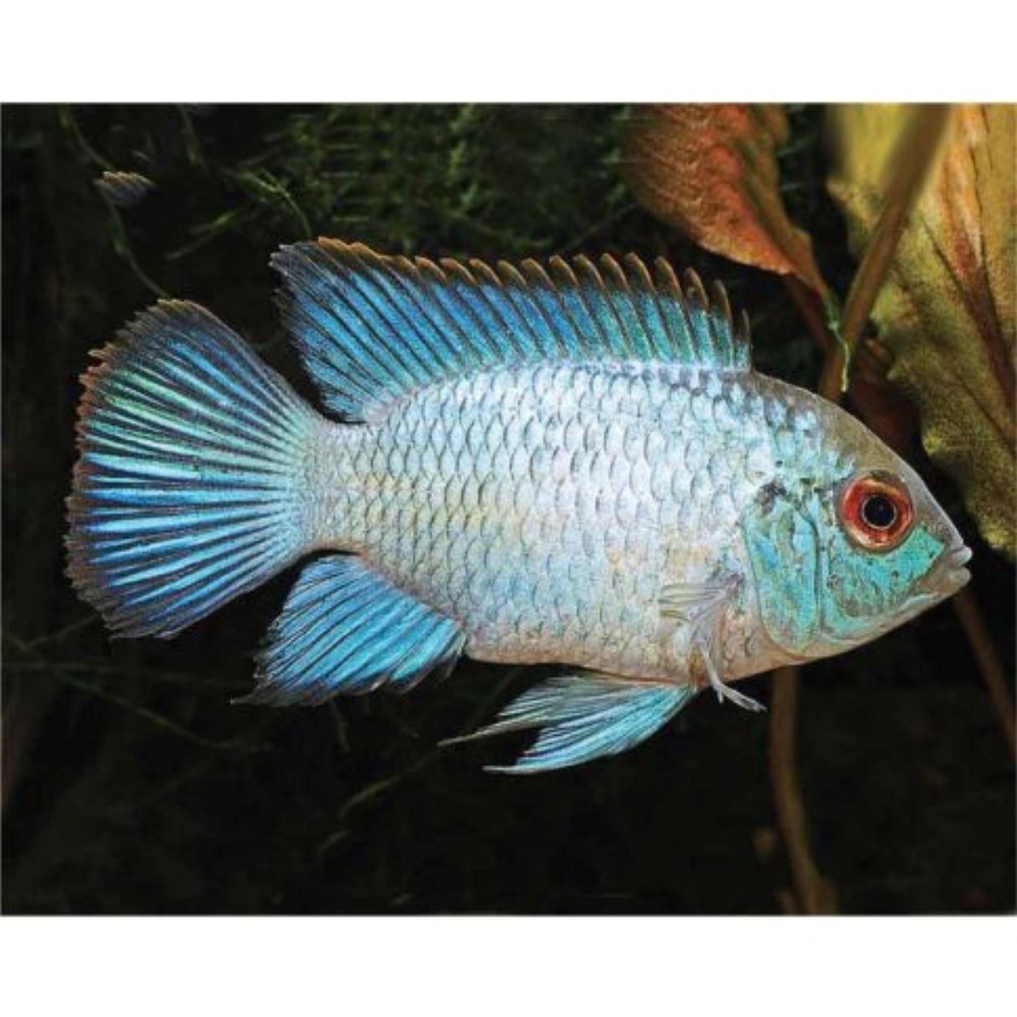 Andinoacara Pulcher Neon Blue: Pesce d'acquario dalla Colorazione iridescente