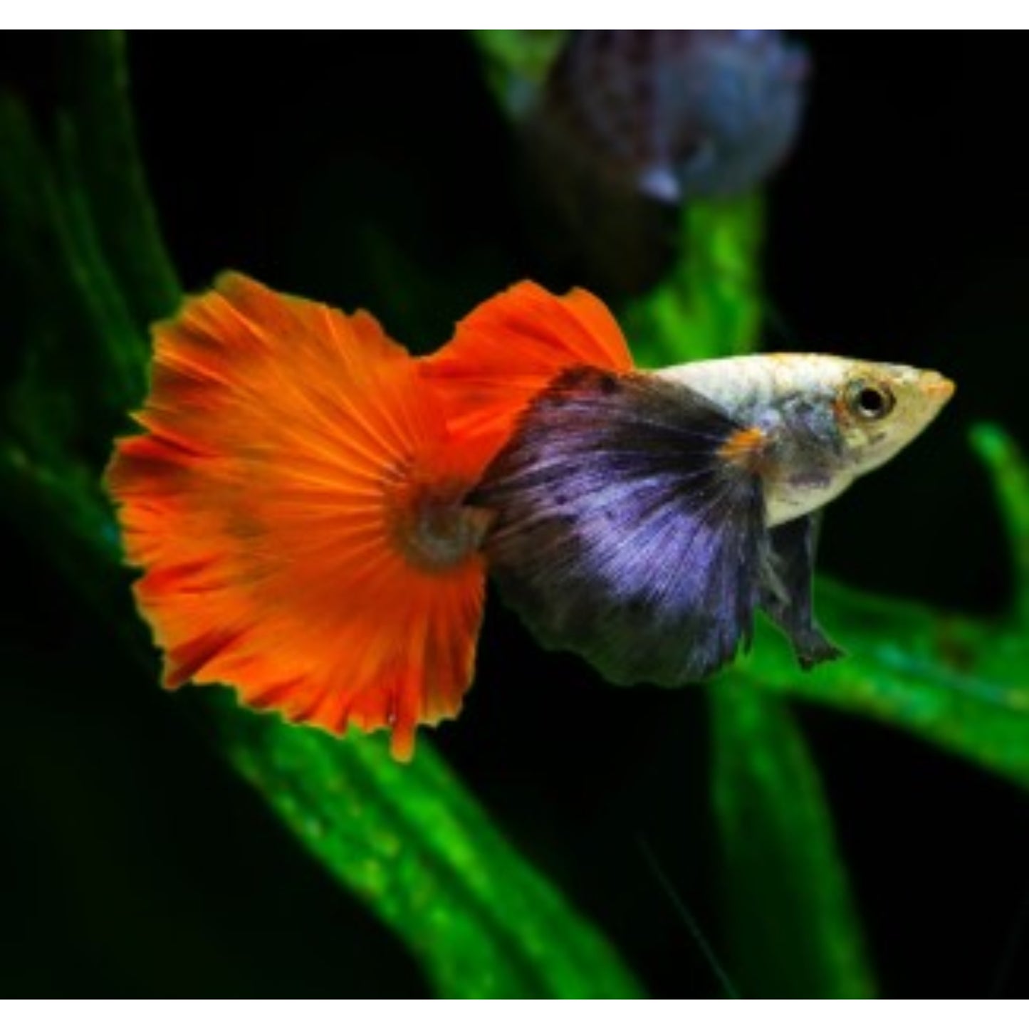 Poecilia reticulata (Guppy) Red violet