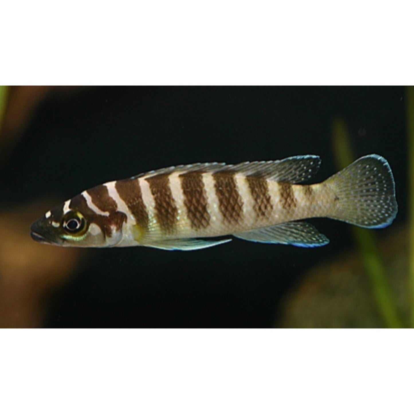 Lamprologus Cylindricus