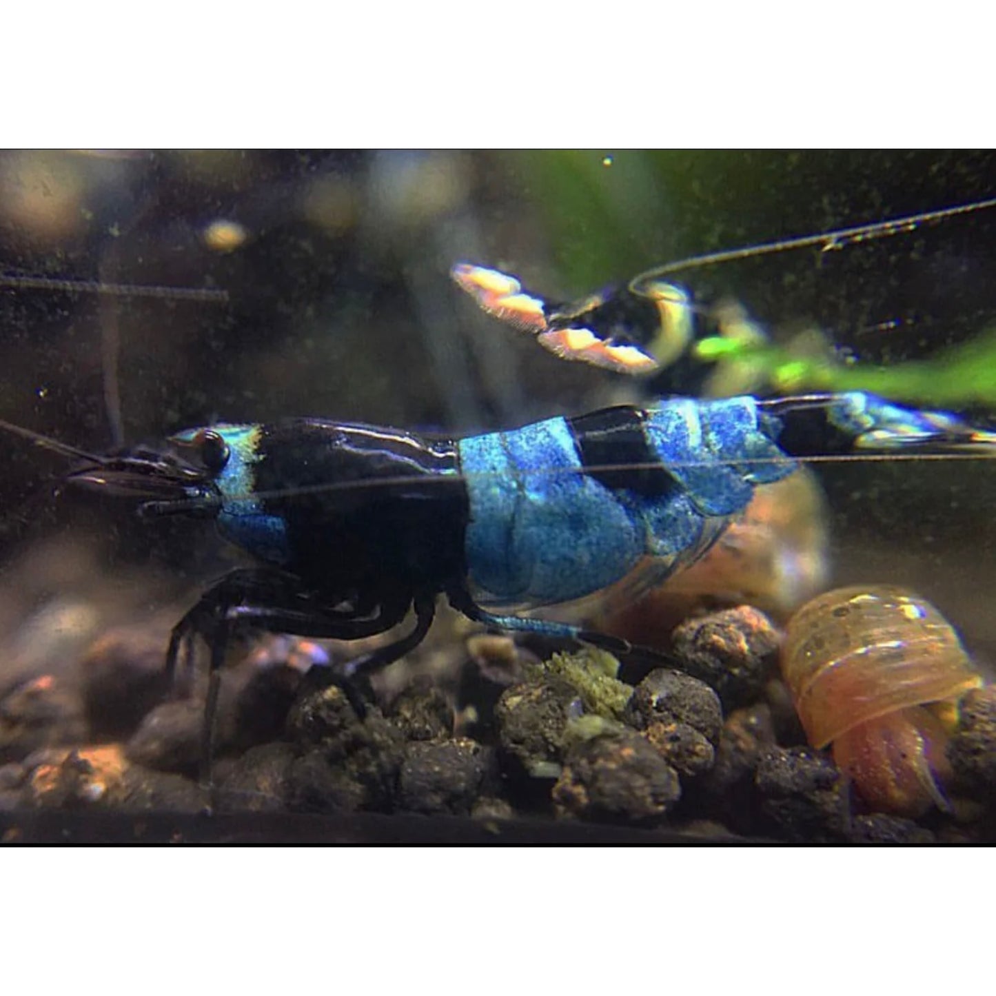 Taiwan Bee var. Blue Shadow