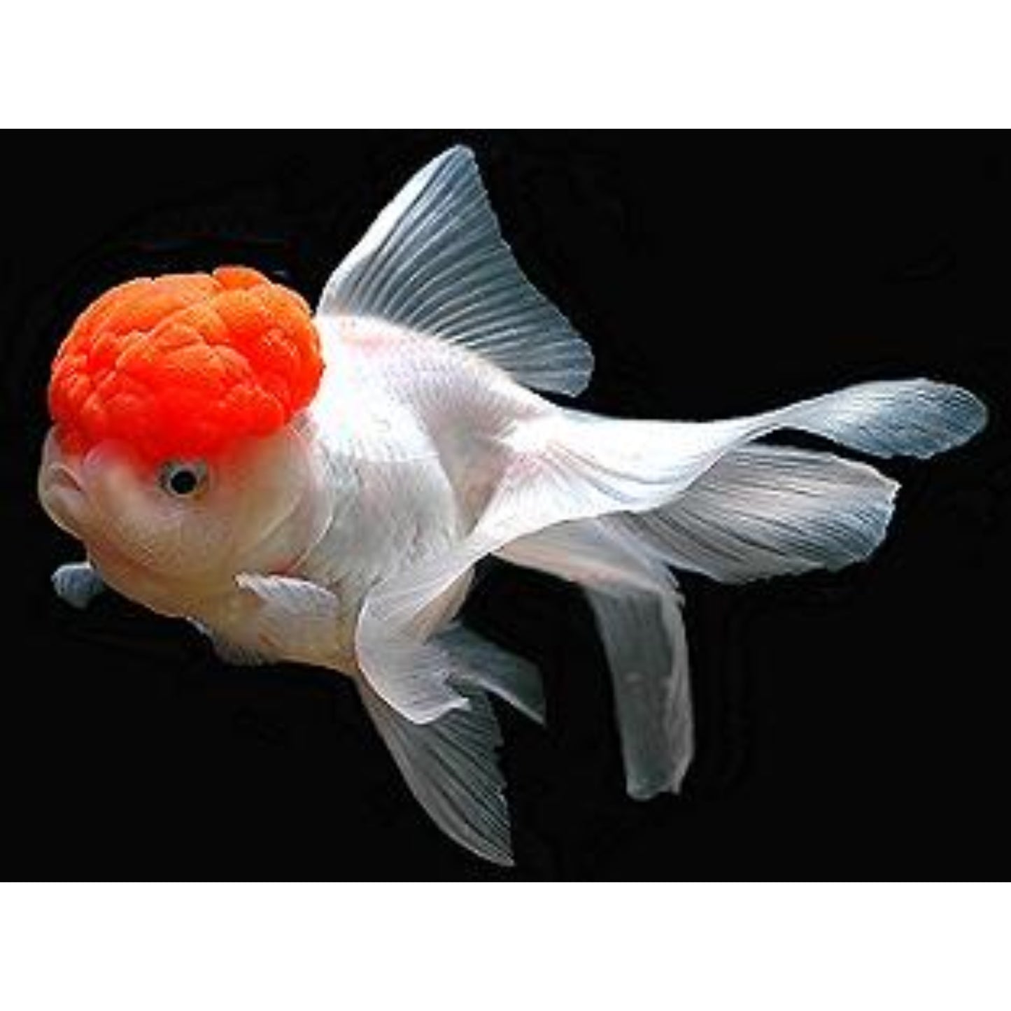 Carassius auratus “lion head”