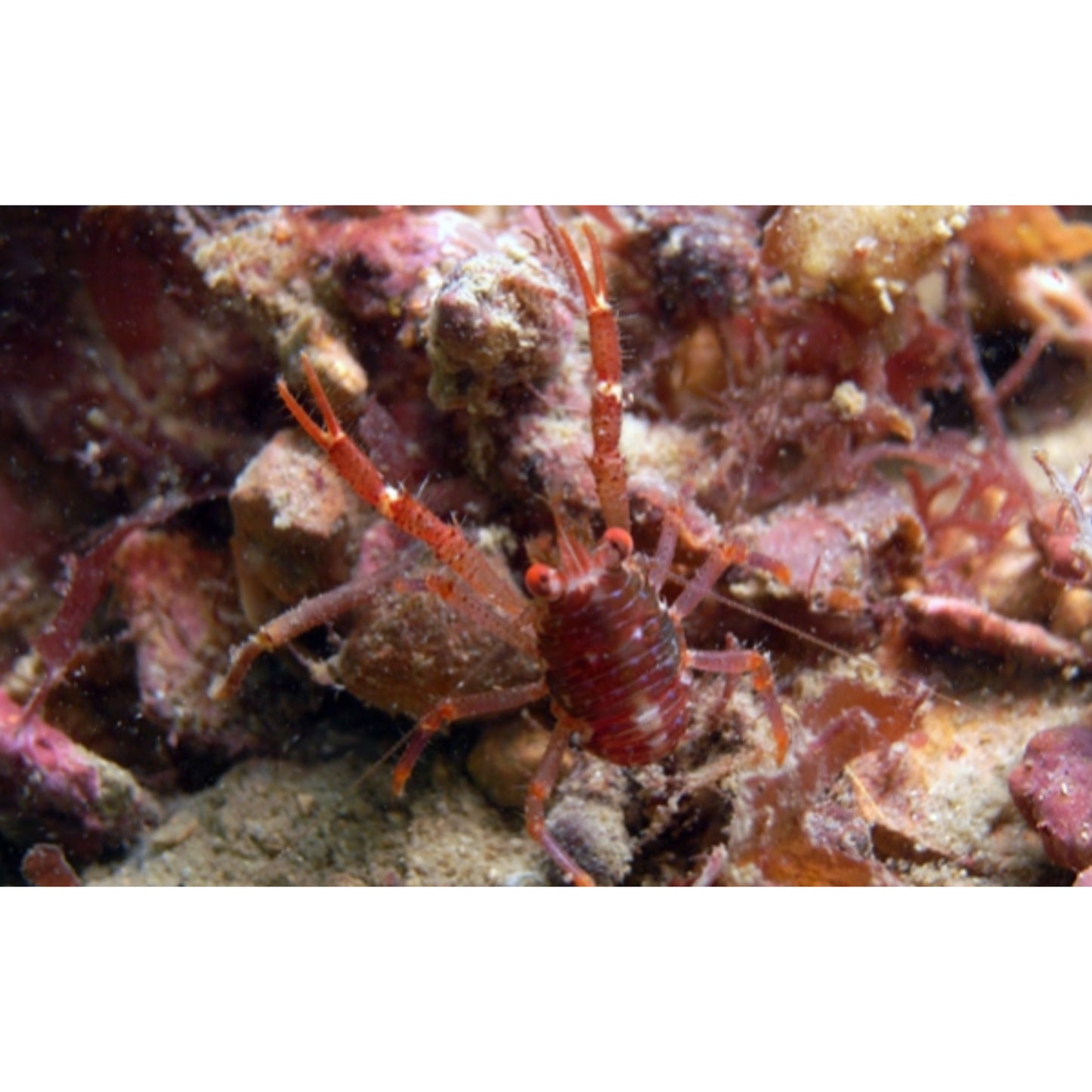 Galathea intermedia