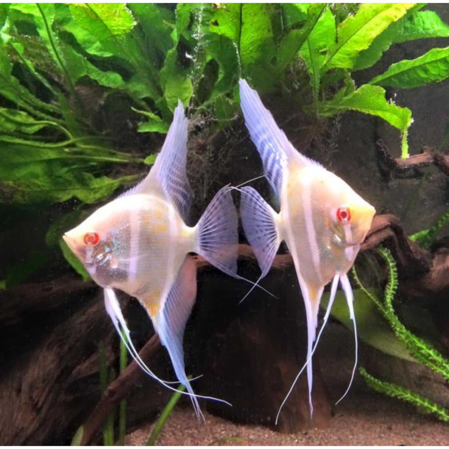 Pterophyllum scalare Rio Japura albino
