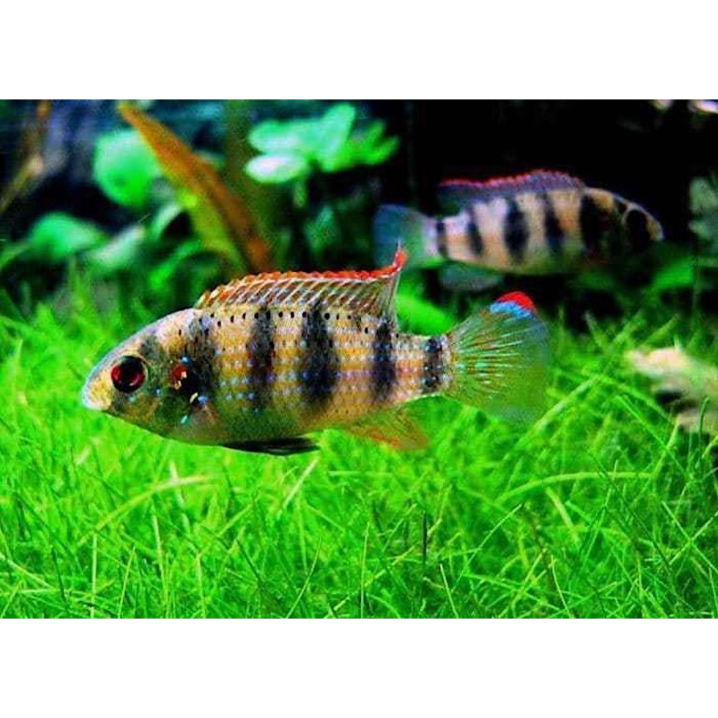 Pelmatochromis Thomasi