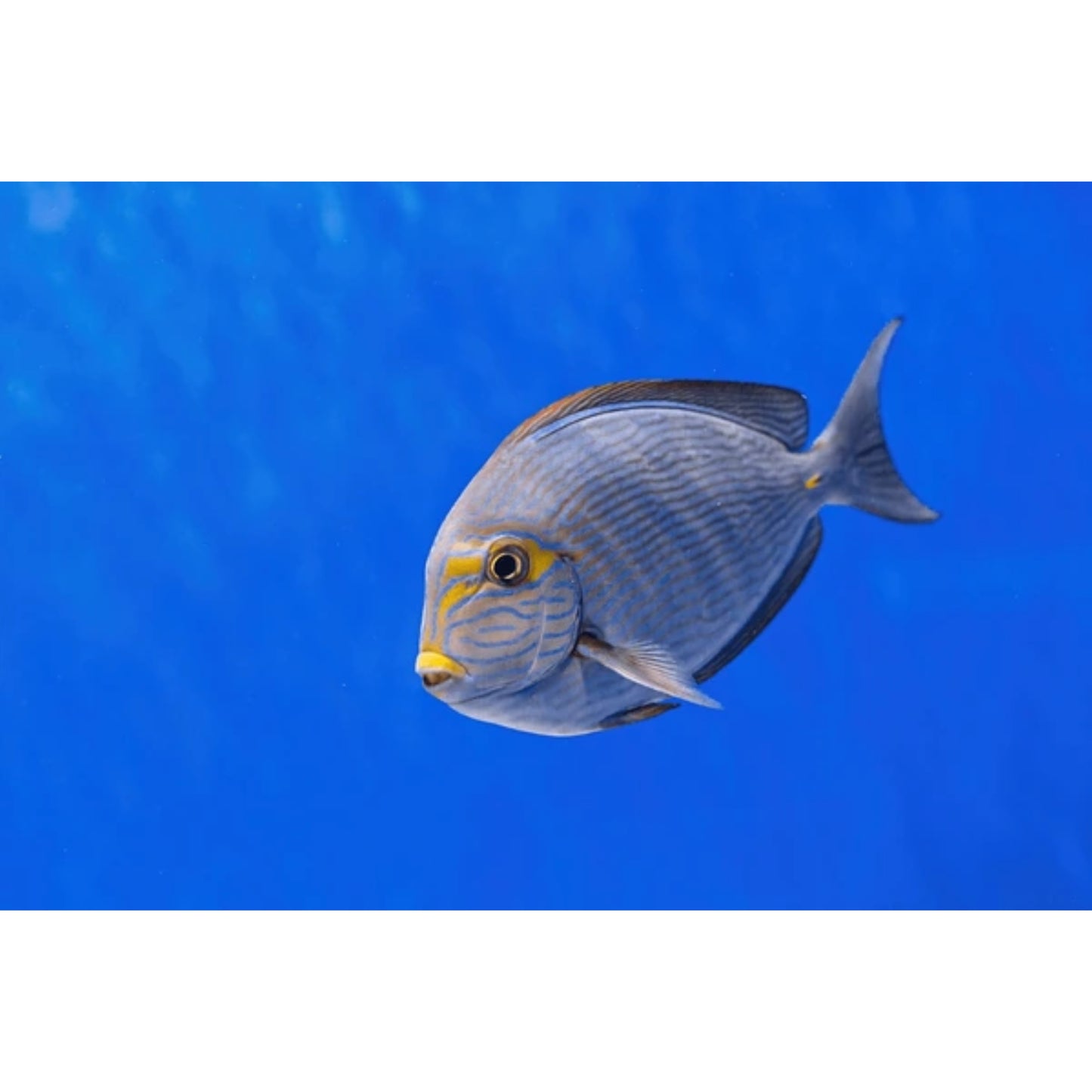 Acanthurus mata