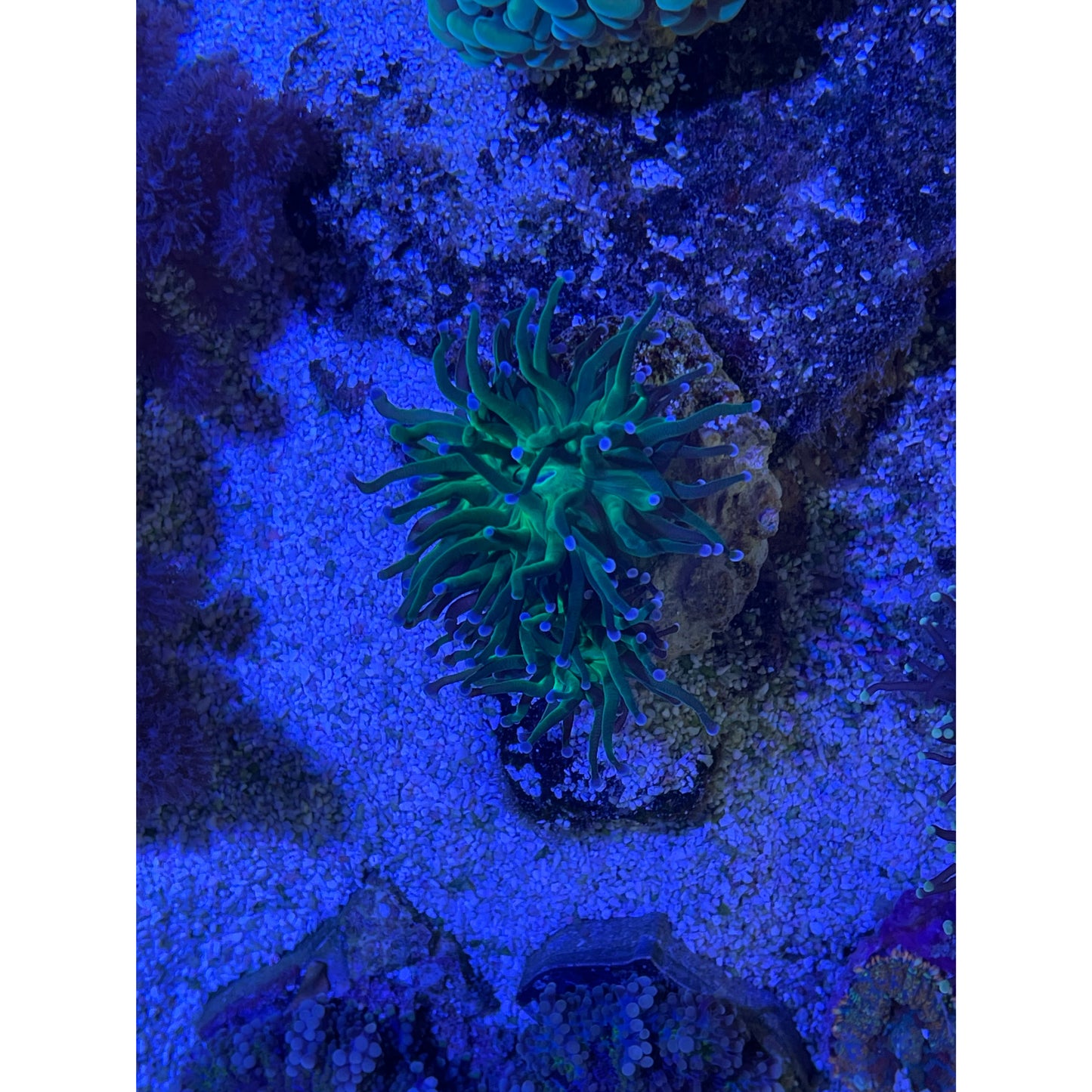 Euphyllia glabrescens