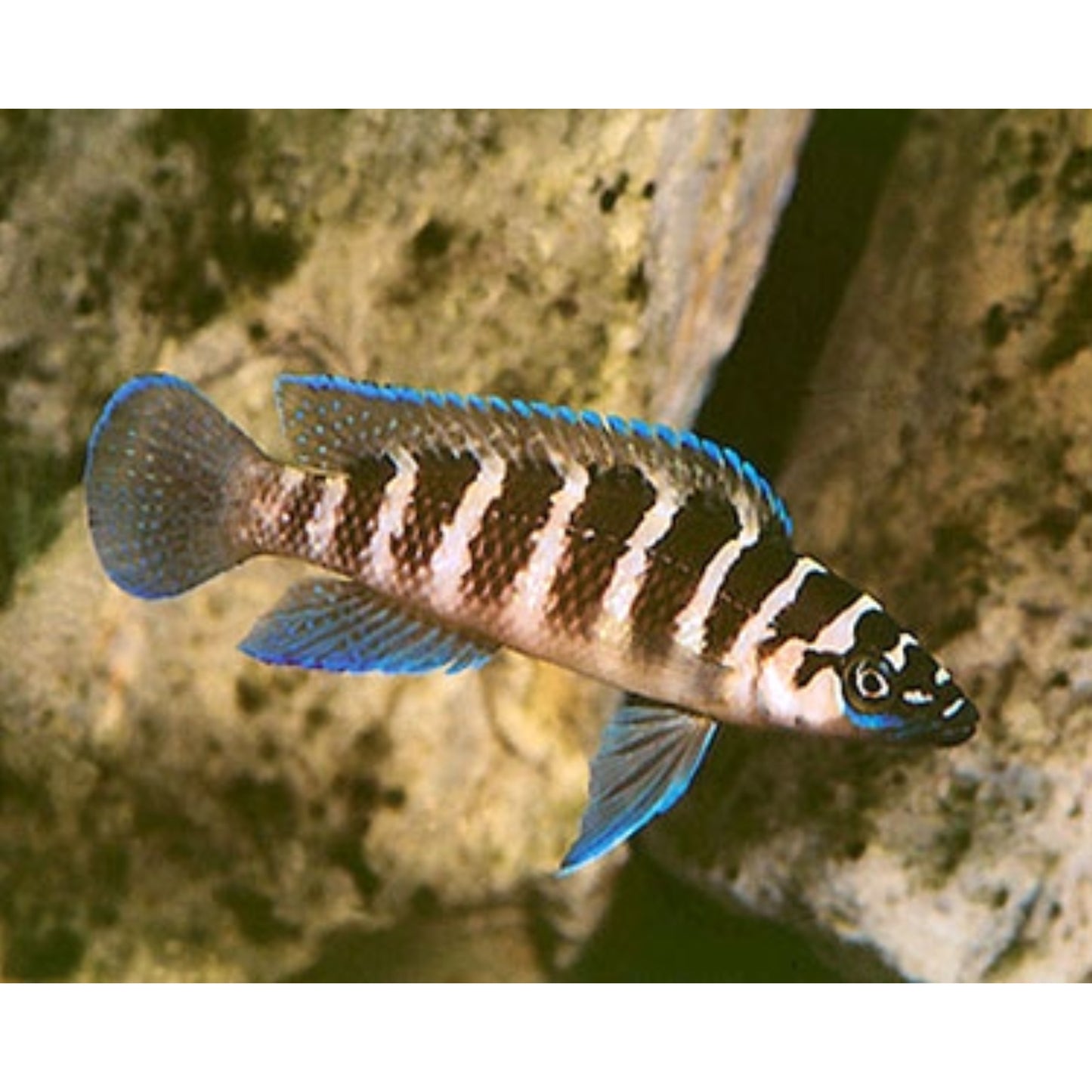 Lamprologus Cylindricus