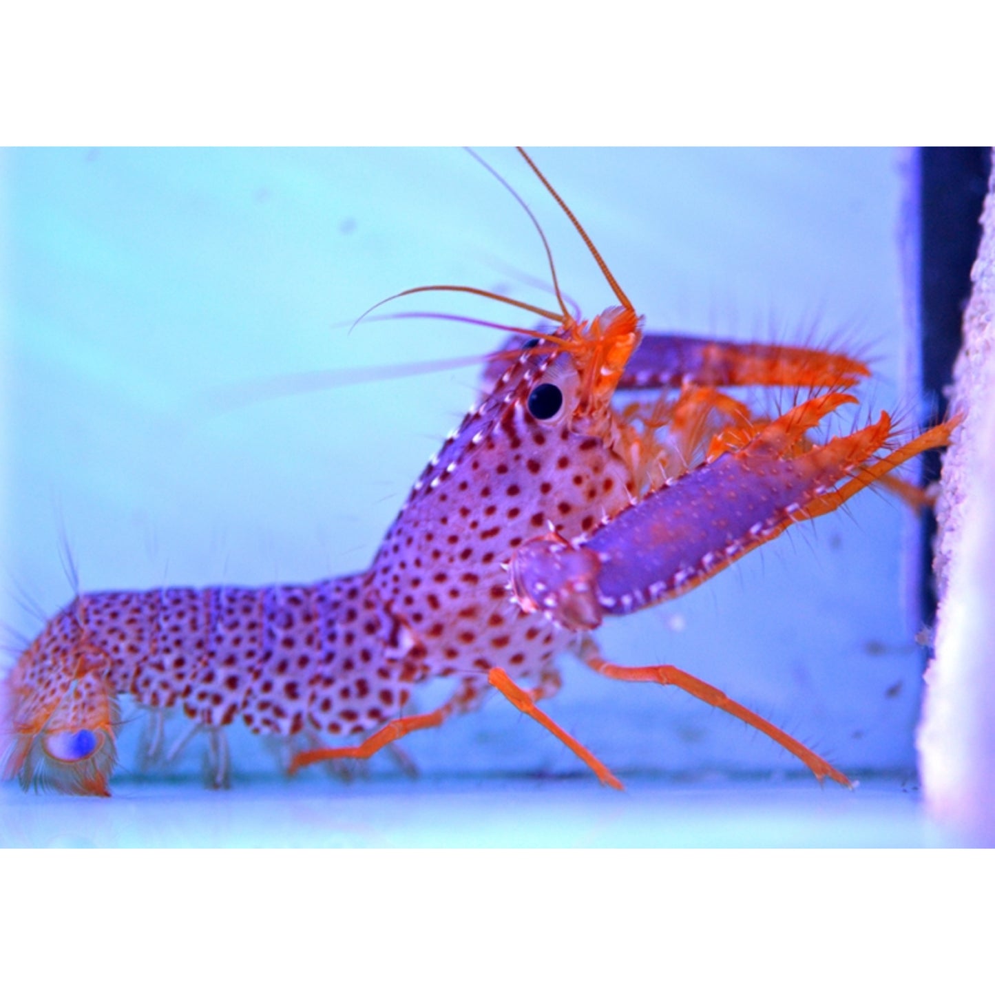 Enoplometopus daumi