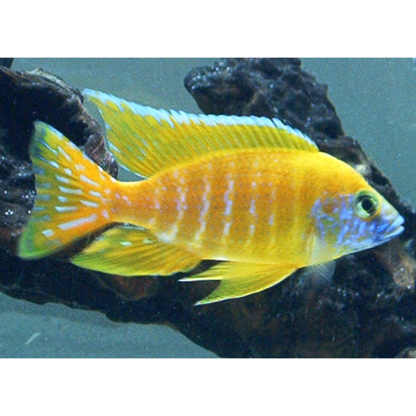 Aulonocara maleri