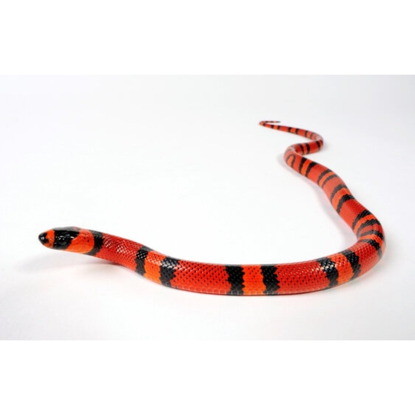 Lampropeltis triangulum hondurensis